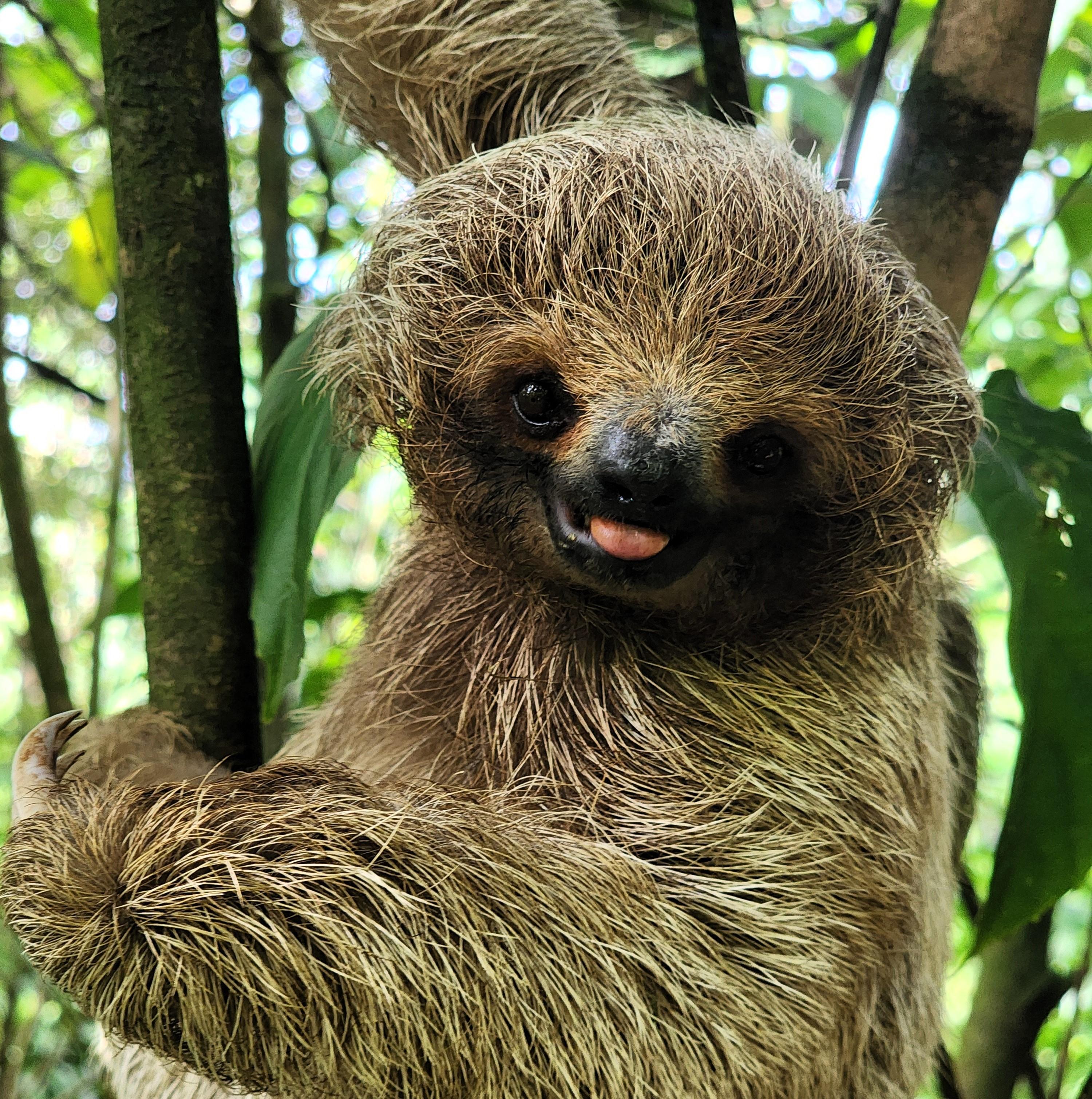 Rio Celeste, Rainforest Wildlife & Costa Rican Coffee Experience