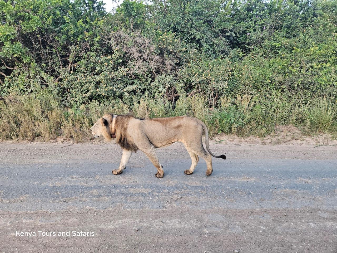 Nairobi National Park: Early Morning Guided Safari