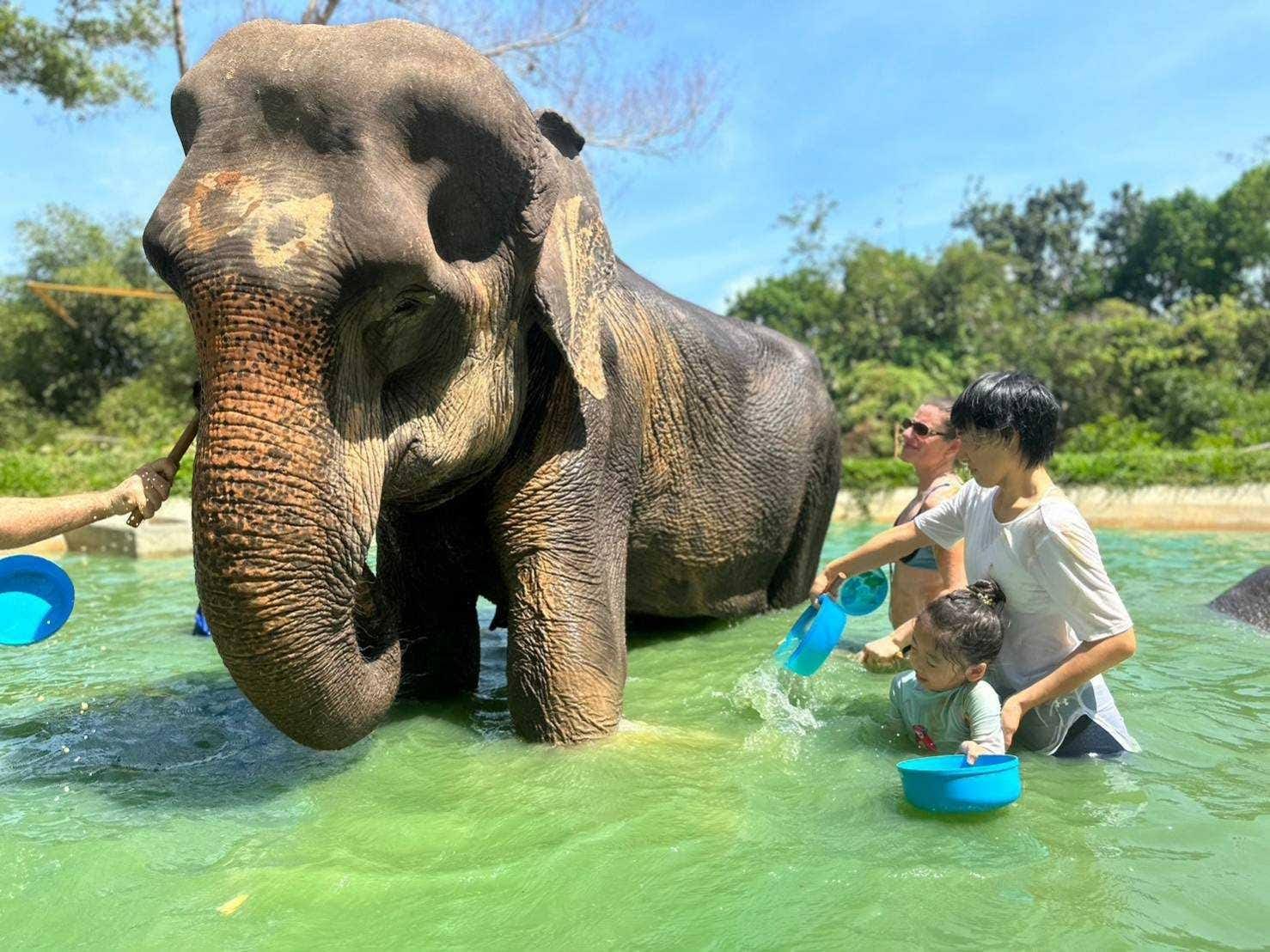 Phuket Elephant Care: Half-Day Ethical Sanctuary Experience