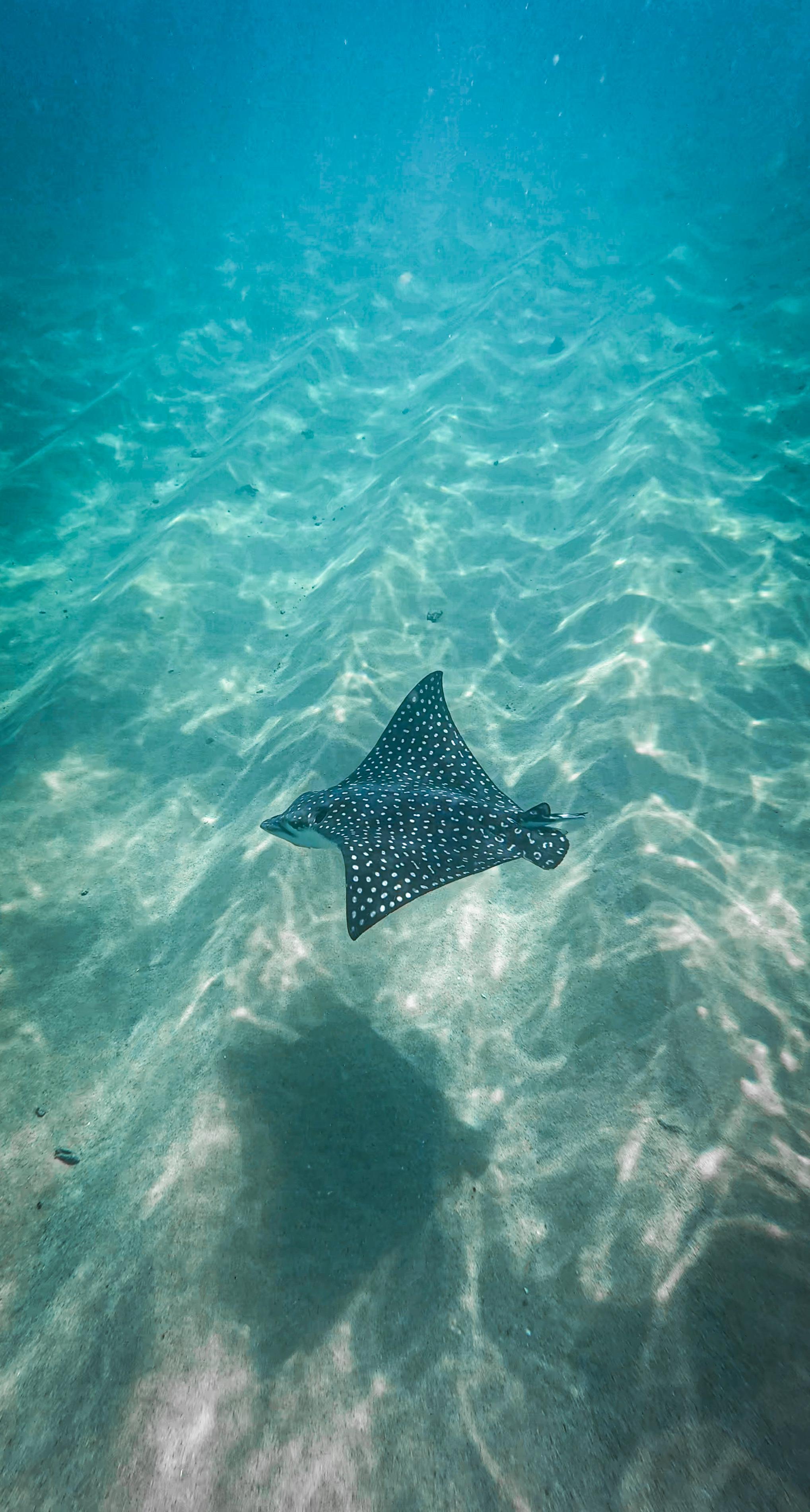 Cabo San Lucas: Paddle Board or Kayak & Snorkel Adventure
