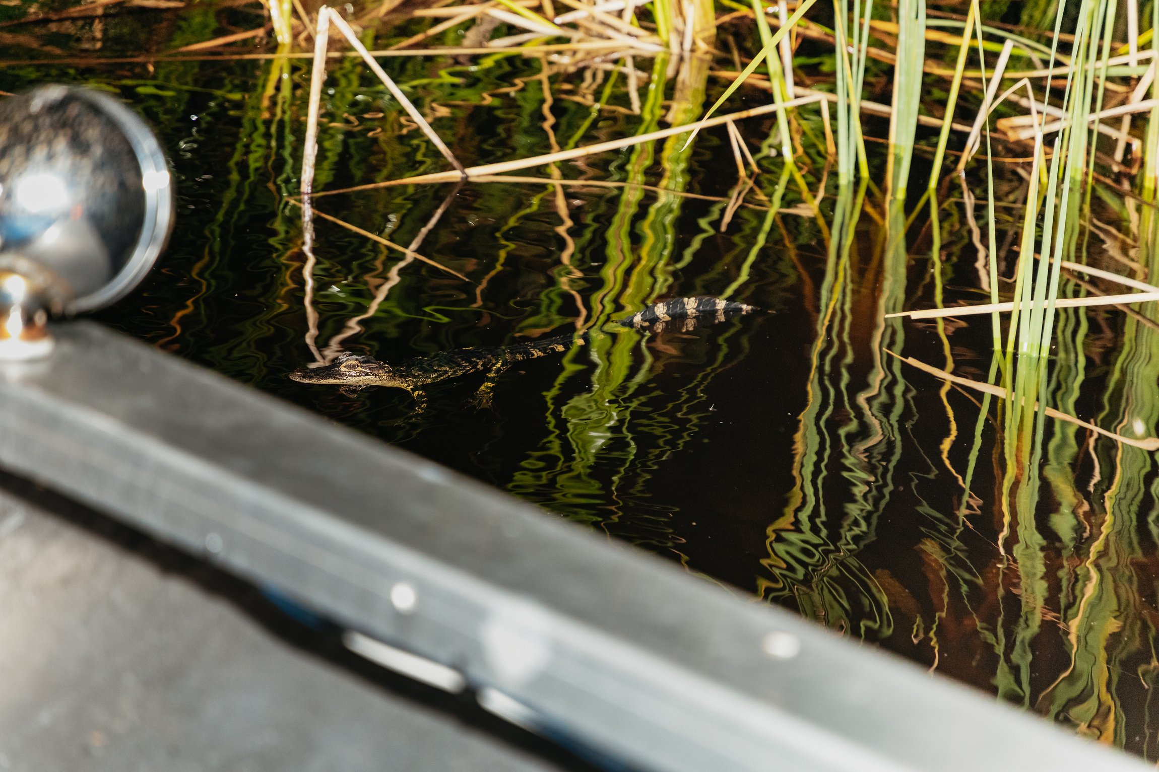 Everglades After-Dark Airboat Adventure