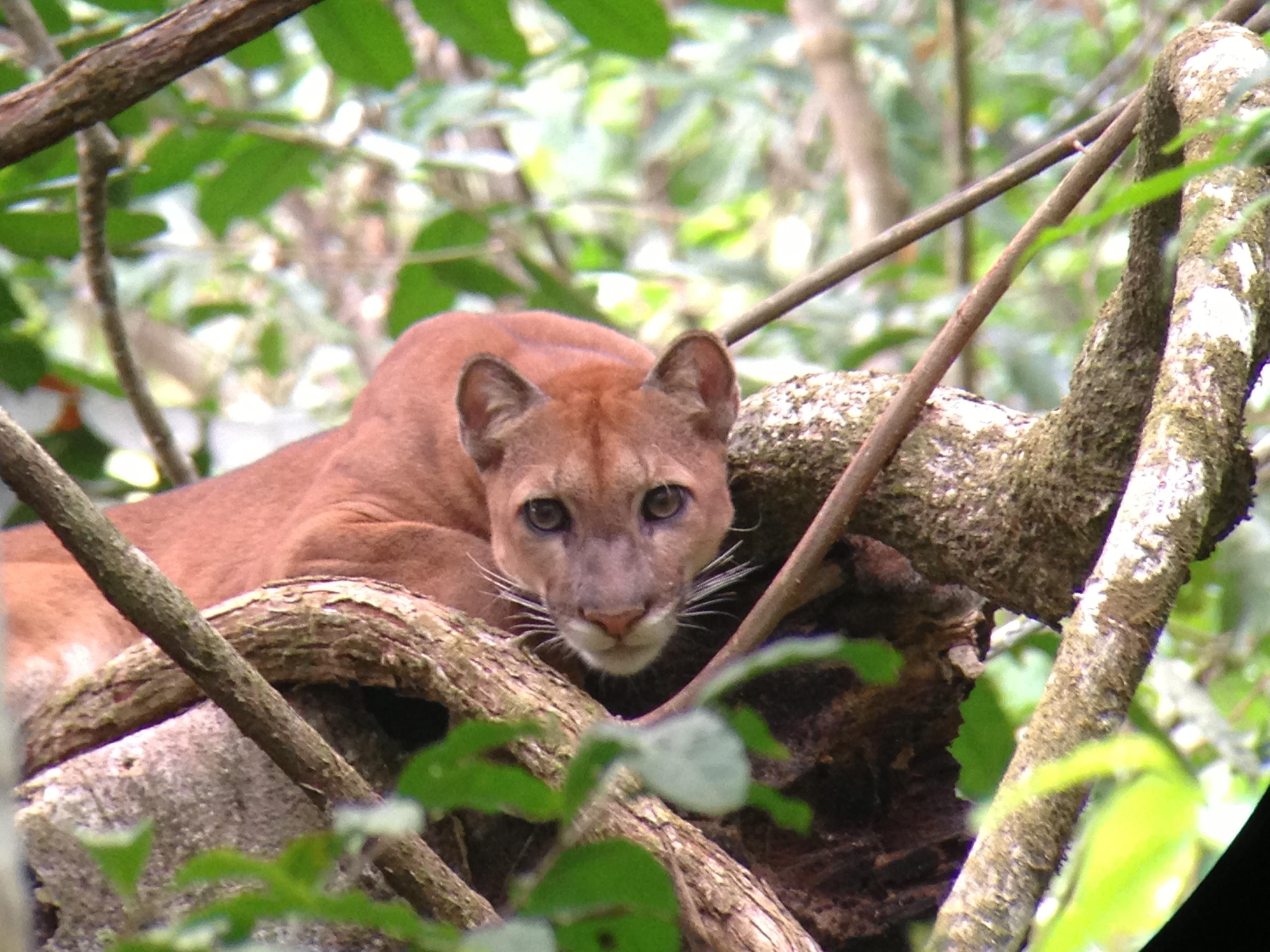 Corcovado National Park 2-Day Overnight Adventure from Drake Bay