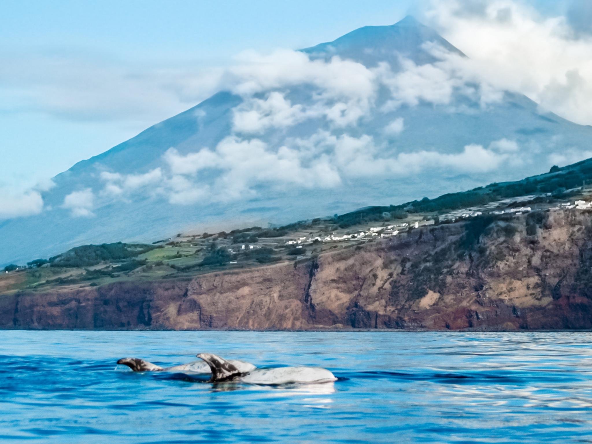 Pico Island: Whale & Dolphin Watching from Lajes do Pico
