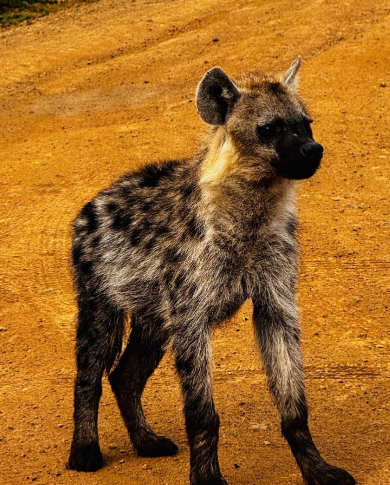 3-Day Maasai Mara Shared Jeep Safari from Nairobi