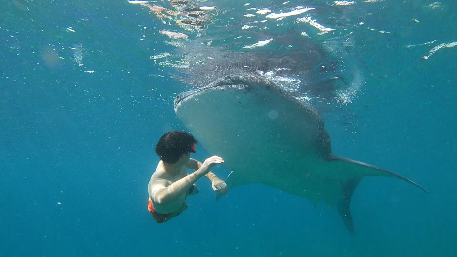 Oslob Whale Shark Swim, Sumilon Island & Southern Cebu Day Tour