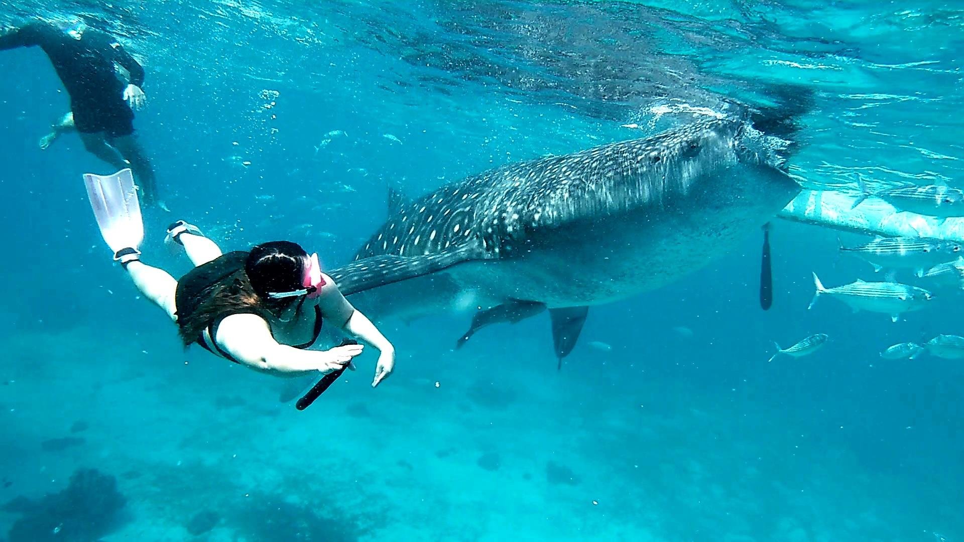 Cebu: Whale Shark Swim & Kawasan Falls Canyoneering Day Tour