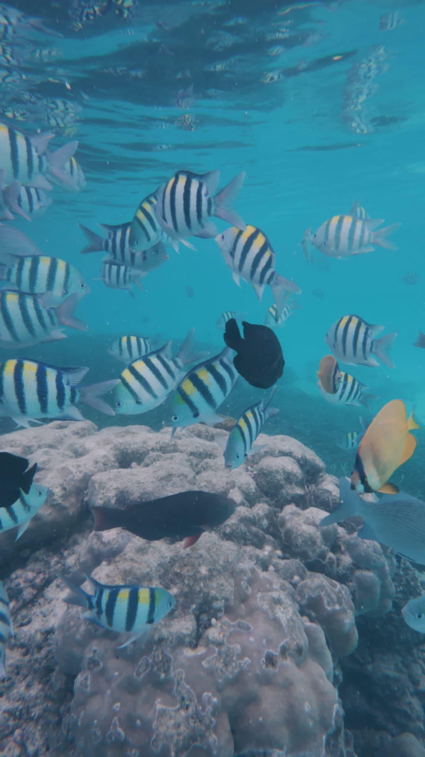 Mnemba Island Dolphin Swim & Snorkeling Adventure