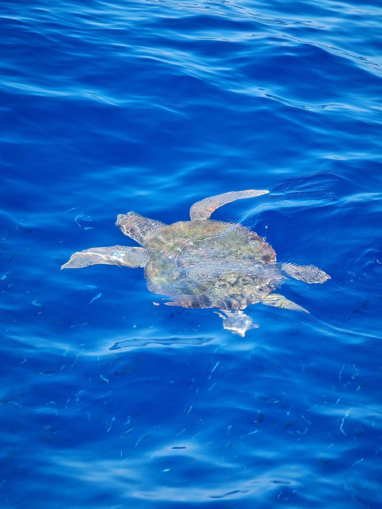 Capri Boat Tour from Sorrento with Optional Blue Grotto