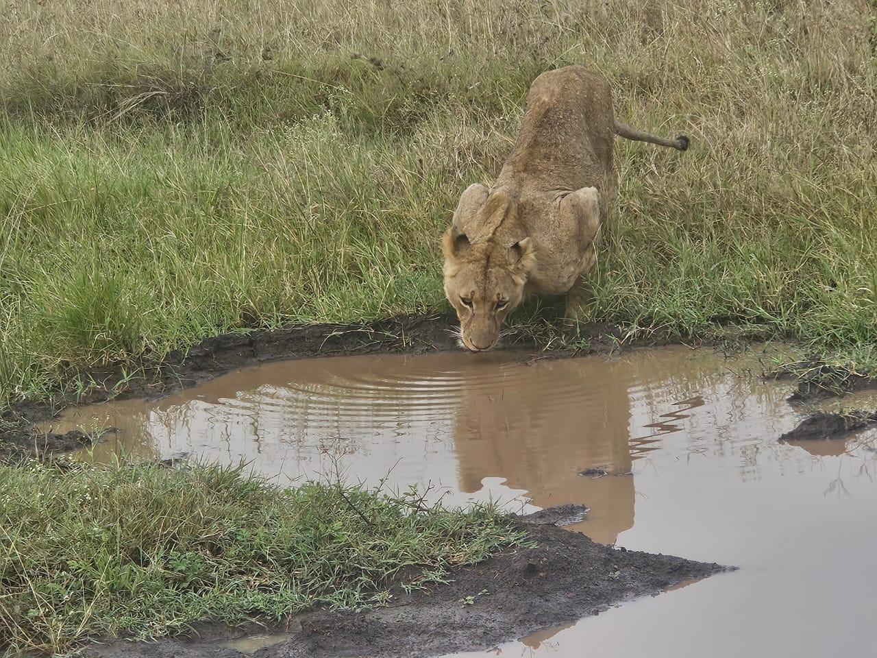 Nairobi National Park: Early Morning Guided Safari