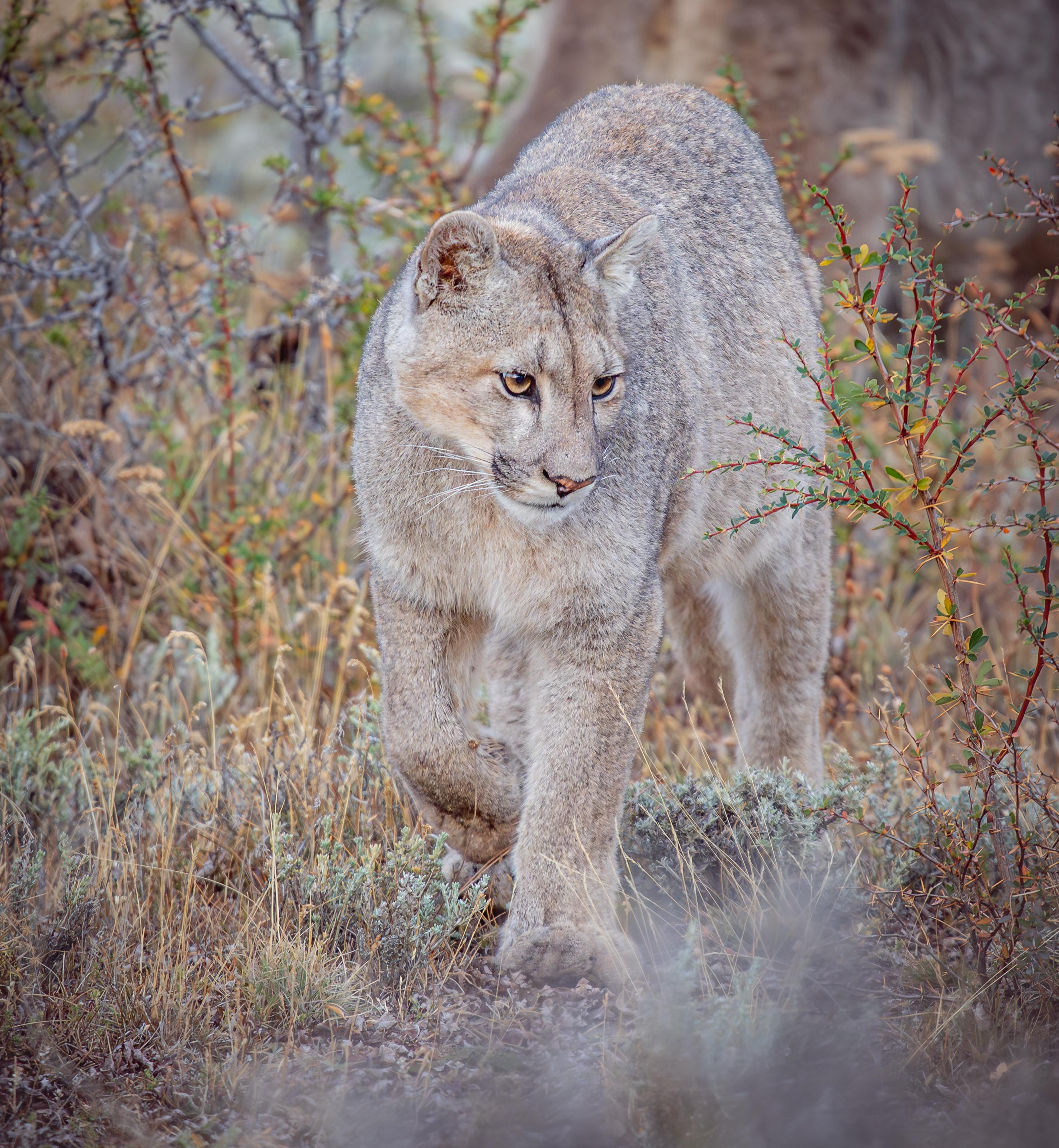 Patagonian Puma Tracking Expedition: Torres del Paine