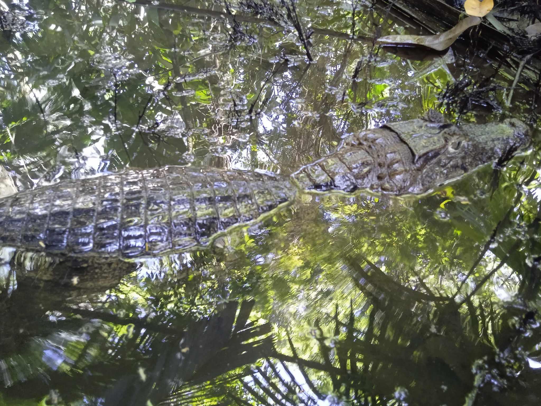 Tortuguero National Park Canoe Wildlife Tour
