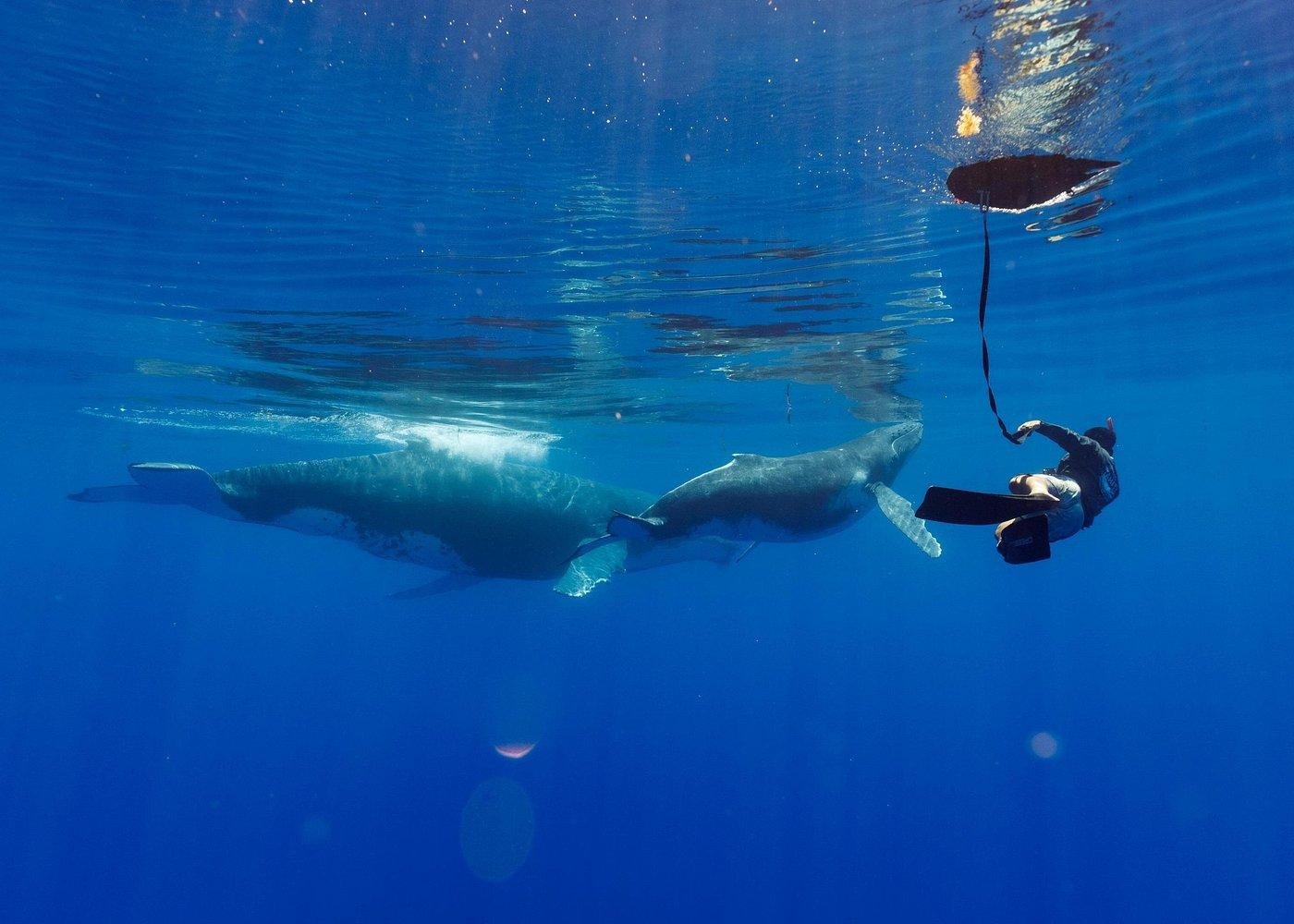 Humpback Whale Watching Adventure in Tahiti