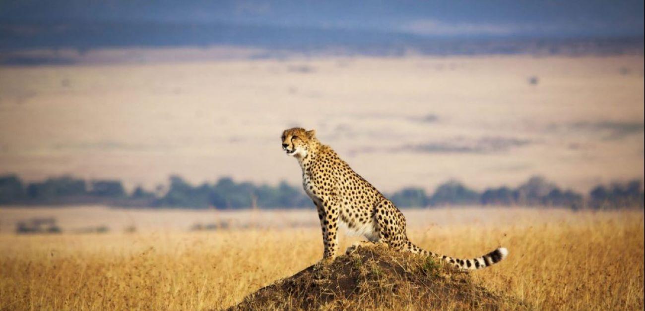 3-Day Maasai Mara Group Safari by 4WD