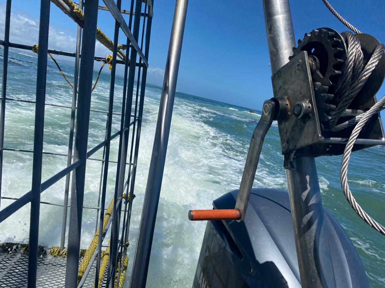 Private Shark Cage Diving Day Tour from Cape Town