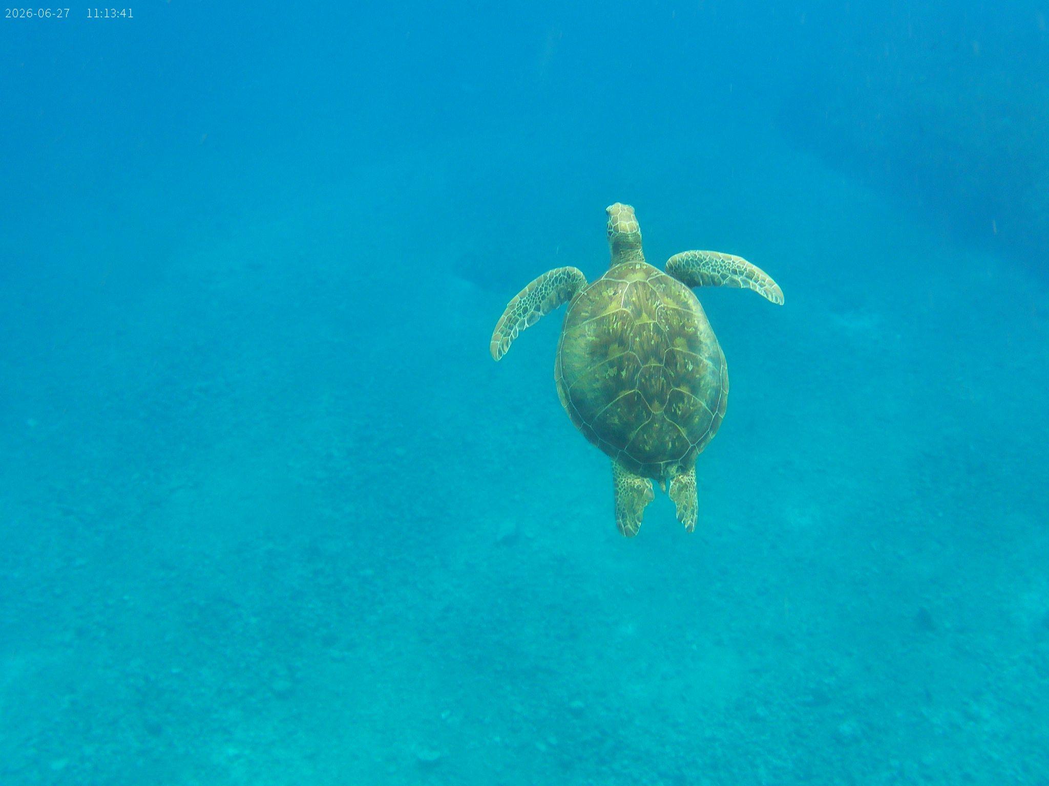 Vanuatu Marine Discovery with Sea Turtles