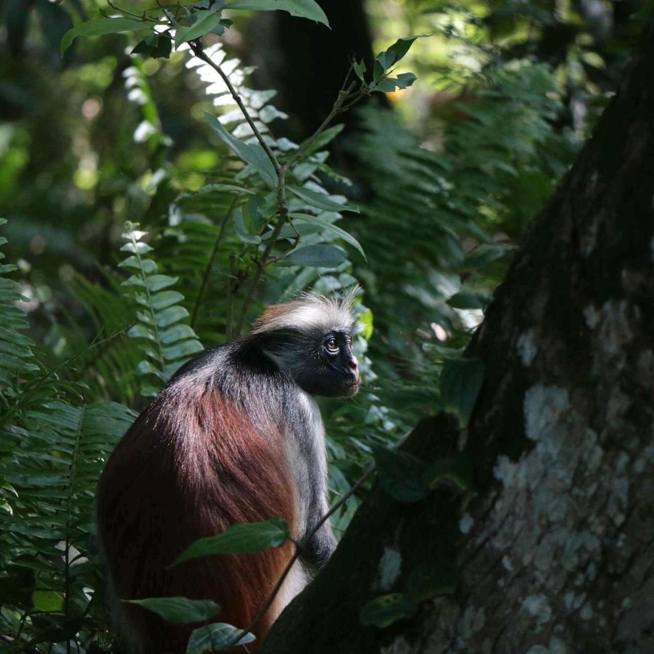 Zanzibar: Jozani Forest, Swahili Cave & Mtende Beach Day Tour