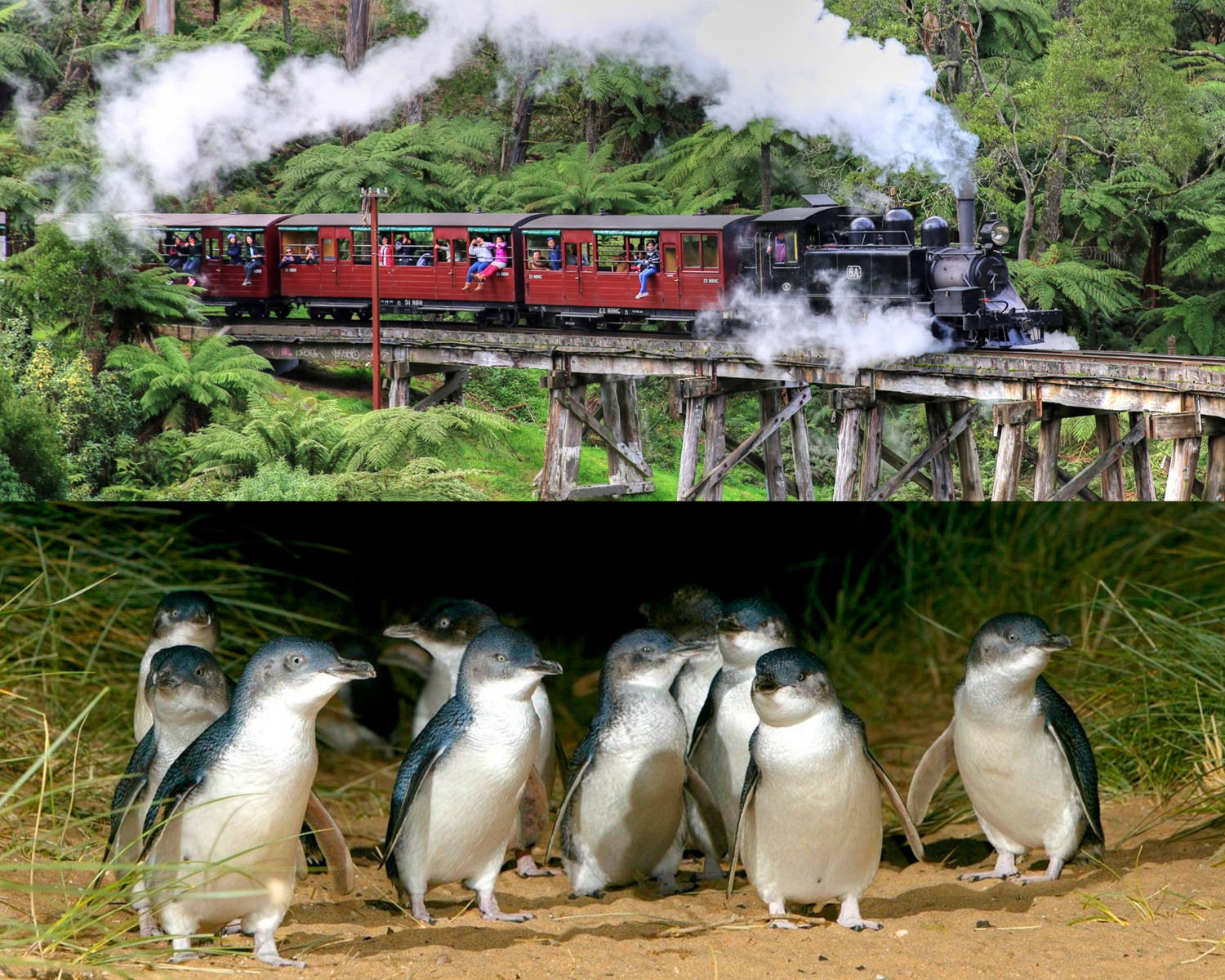 Melbourne Day Trip: Puffing Billy Steam Train & Penguin Parade