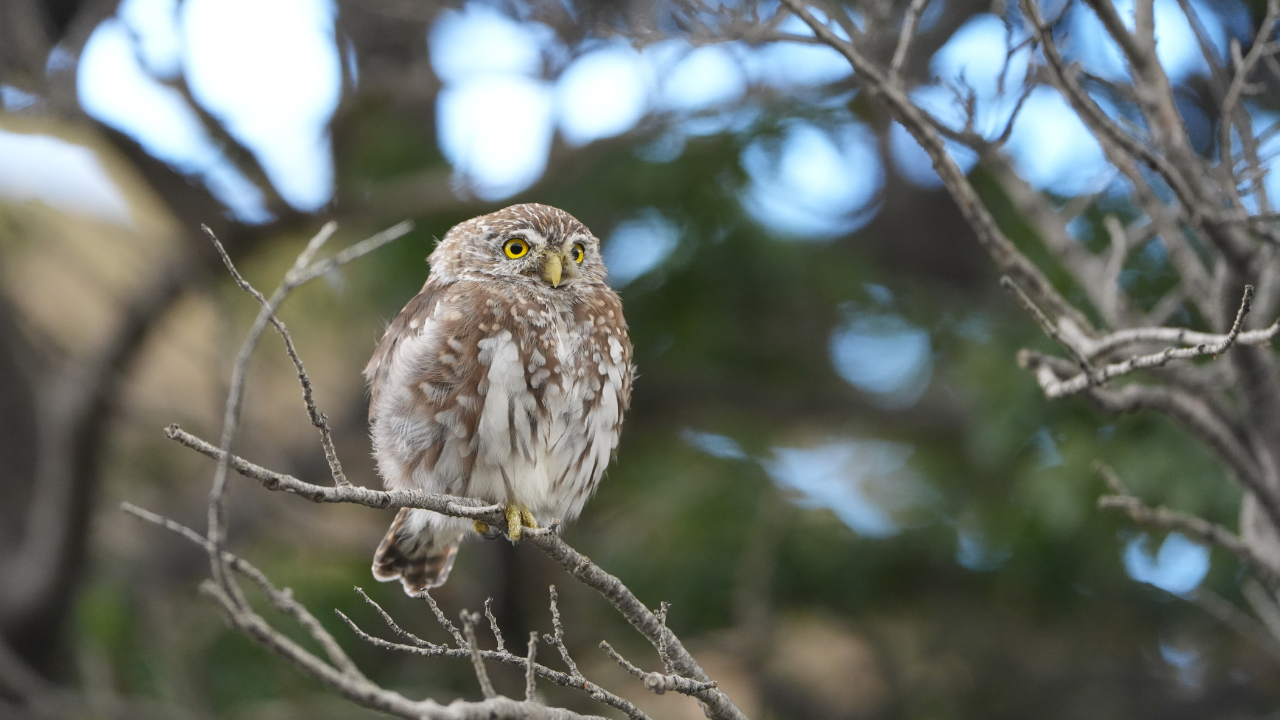 Patagonia Puma Tracking Expedition from Puerto Natales