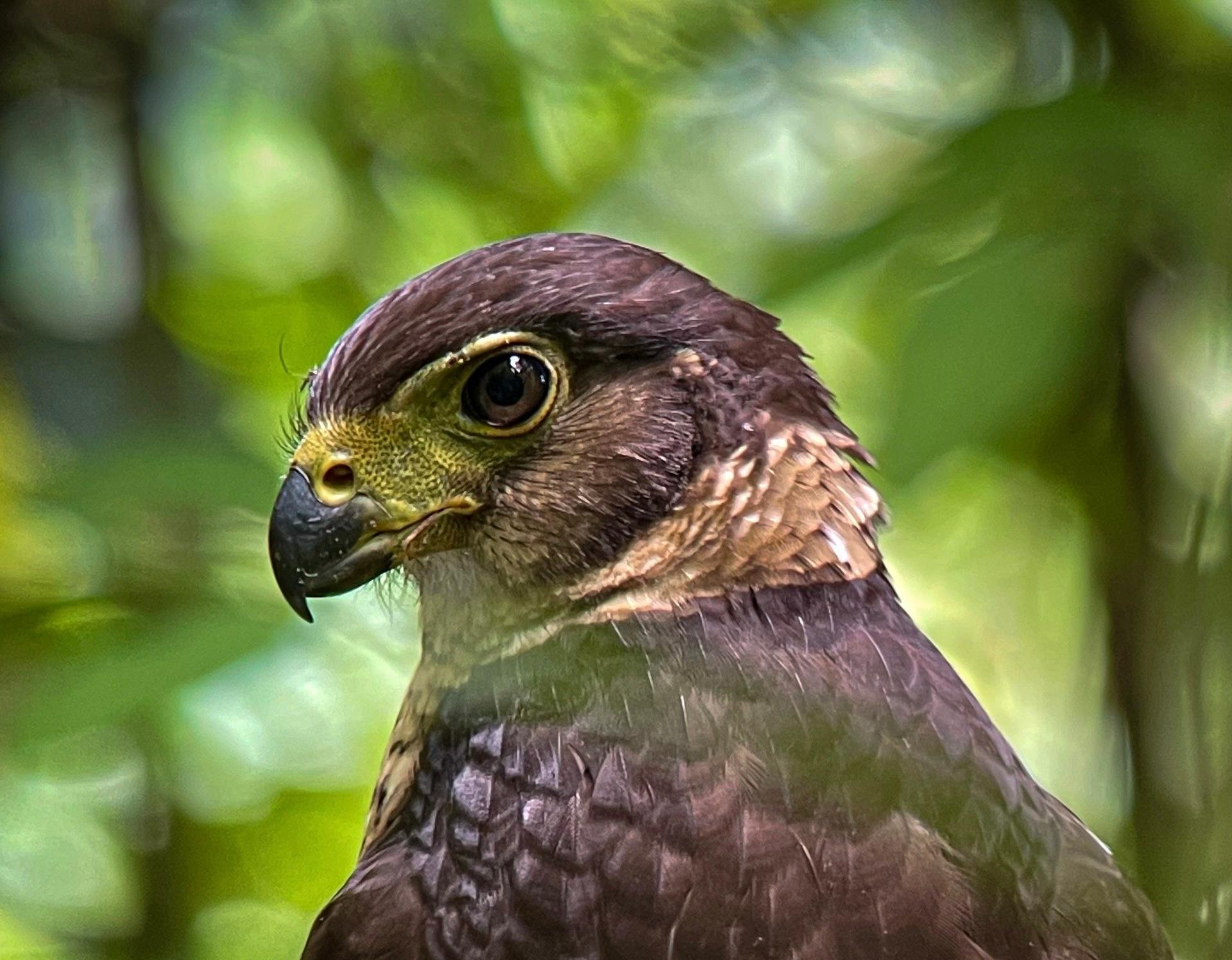 Manuel Antonio National Park: Naturalist-Led Wildlife Walking Tour