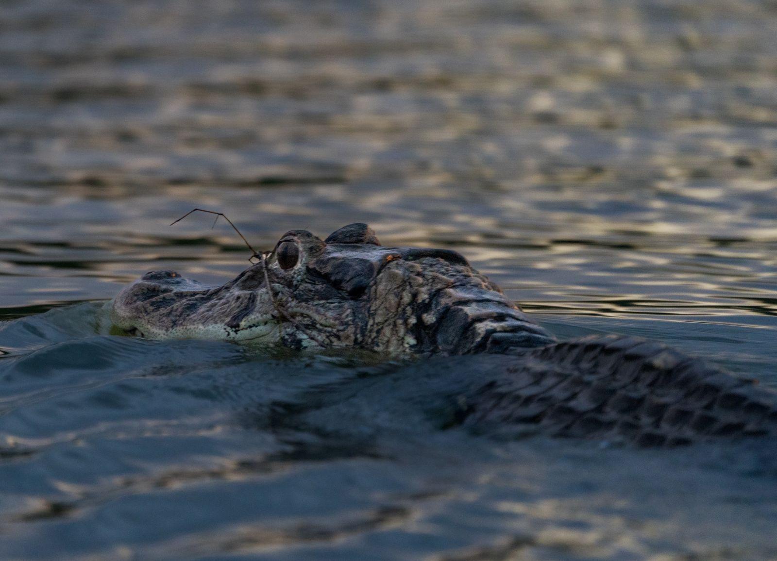 Cuyabeno Amazon Reserve: 3-Day Jungle Immersion