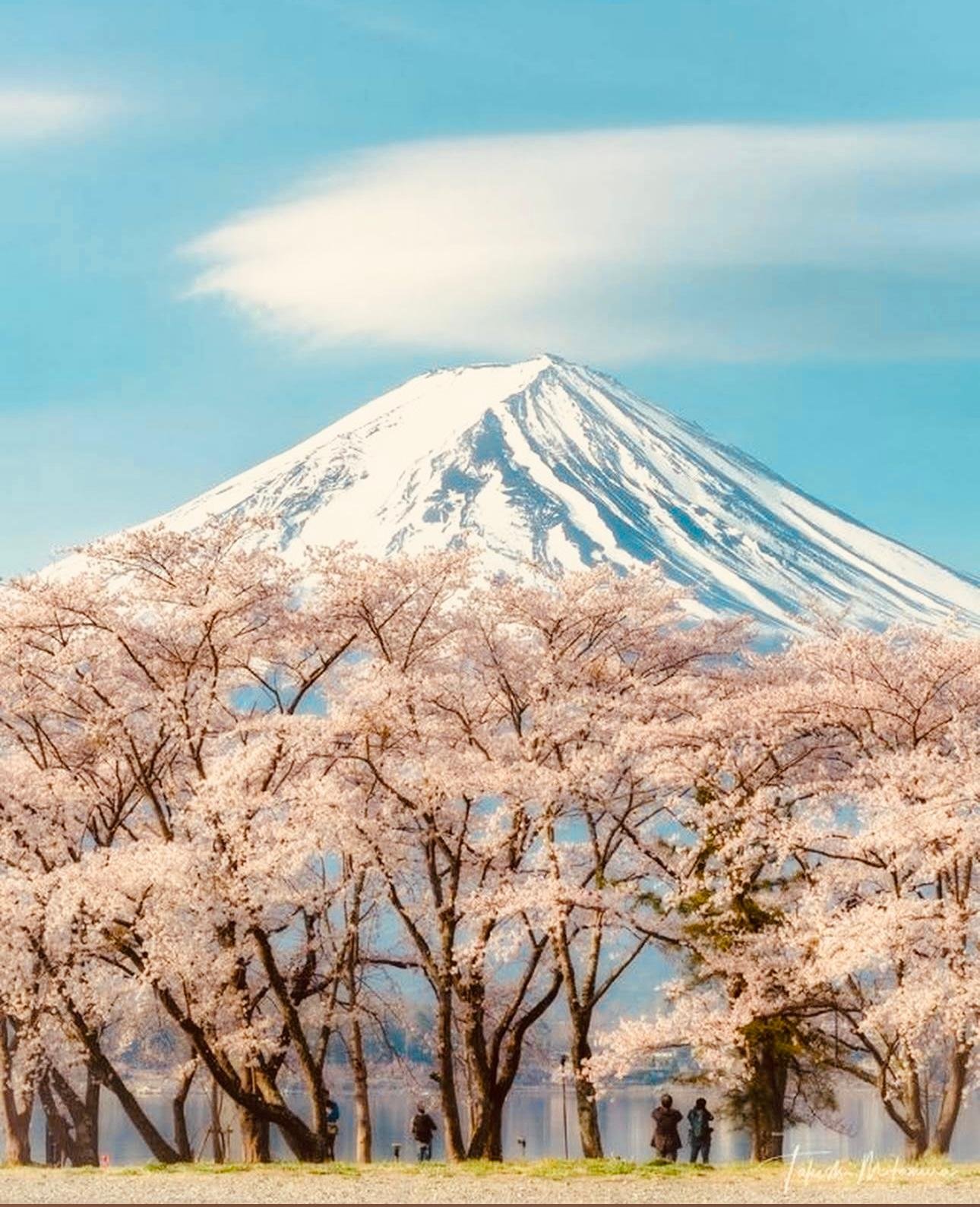 Tokyo to Mt. Fuji Private Luxury Day Tour with Hotel Pickup