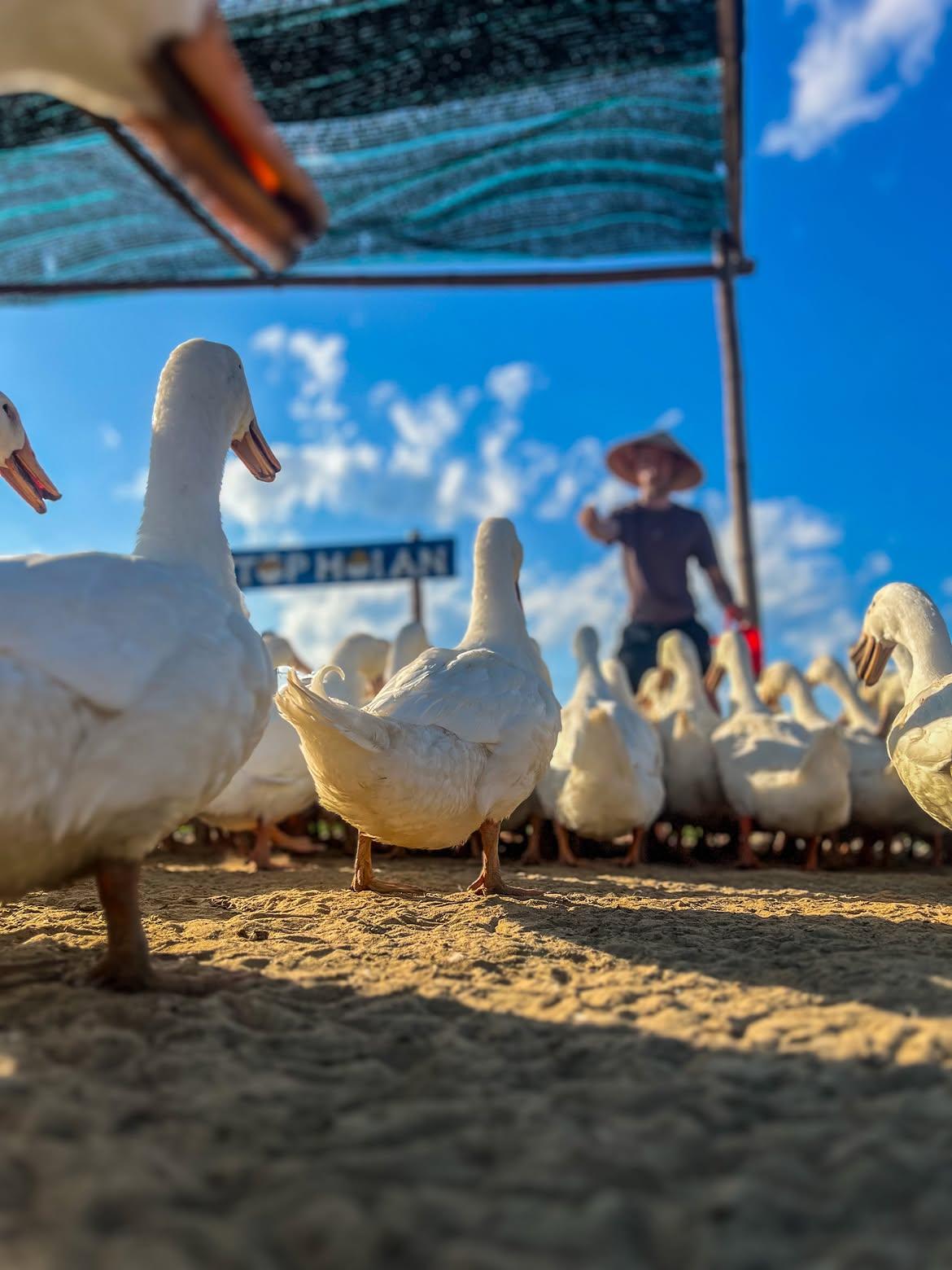 Hoi An Village Experience: Farm Life, Buffalo Ride & Cooking Class