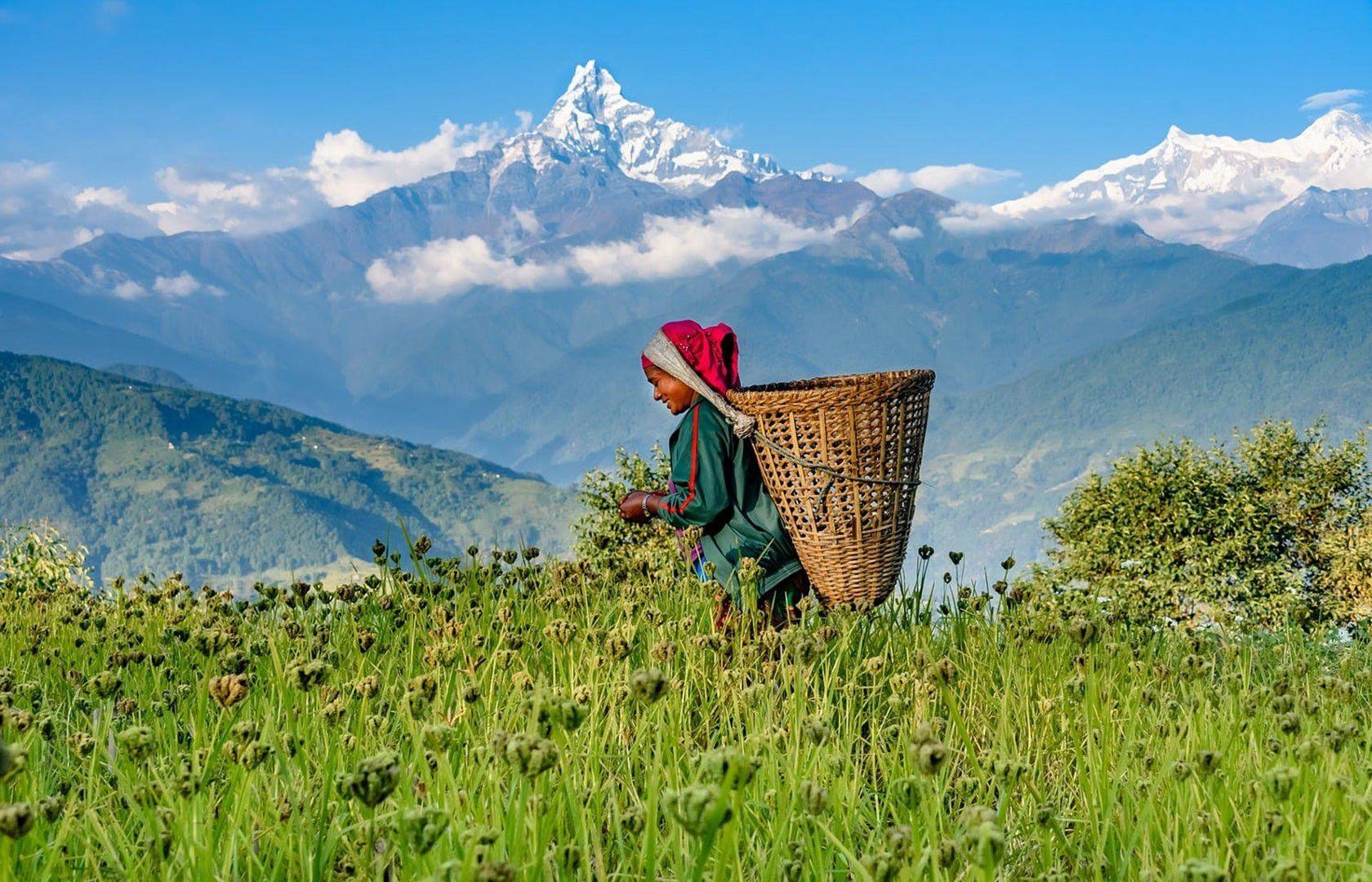 Pokhara: Annapurna Foothills Private Day Hike with Transfers