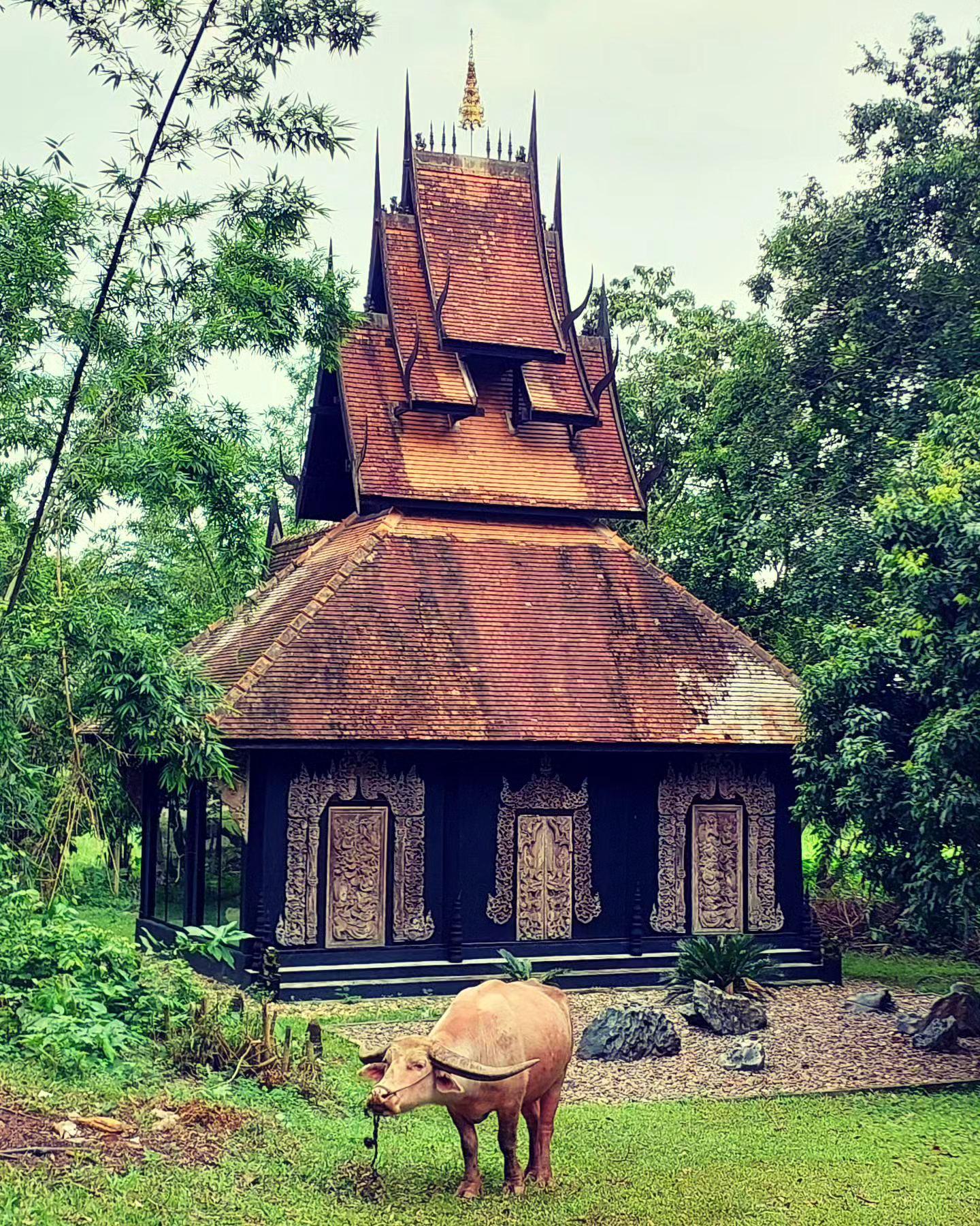 Chiang Rai Temples & Golden Triangle Full-Day Tour