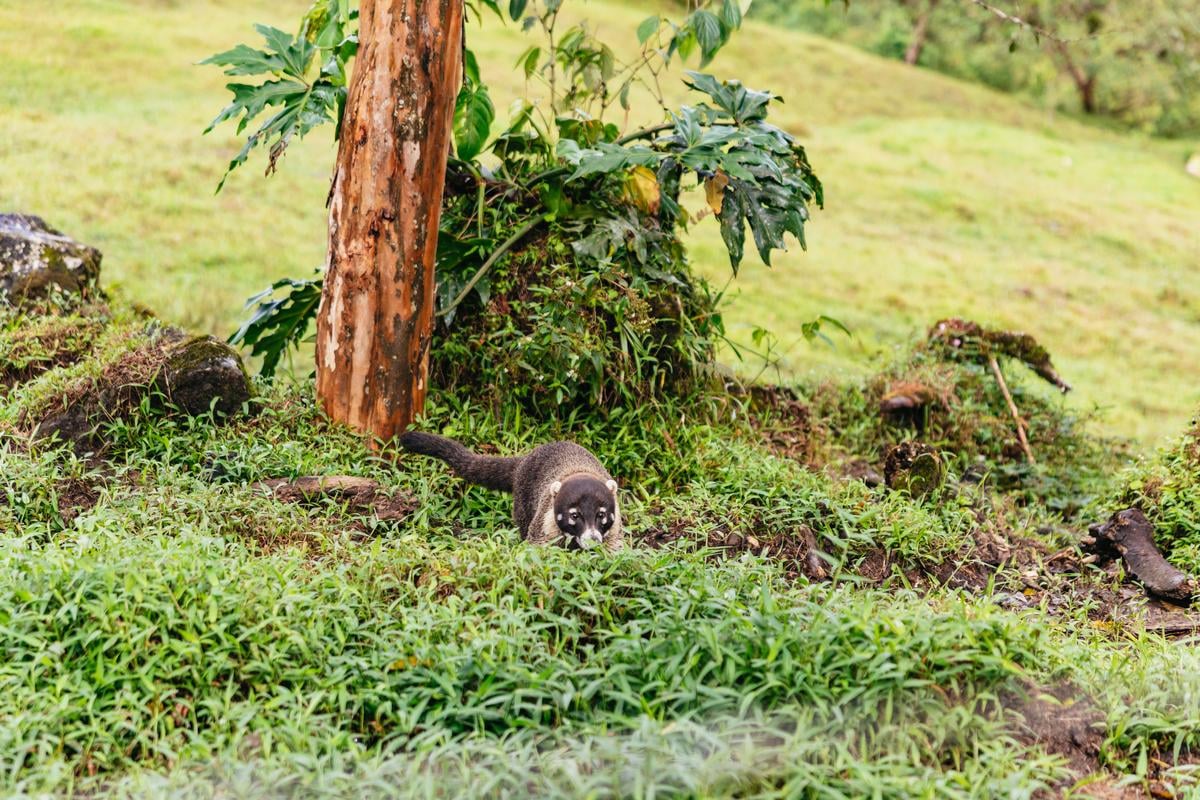La Fortuna: Waterfall, Volcano & Hot Springs Full-Day Tour