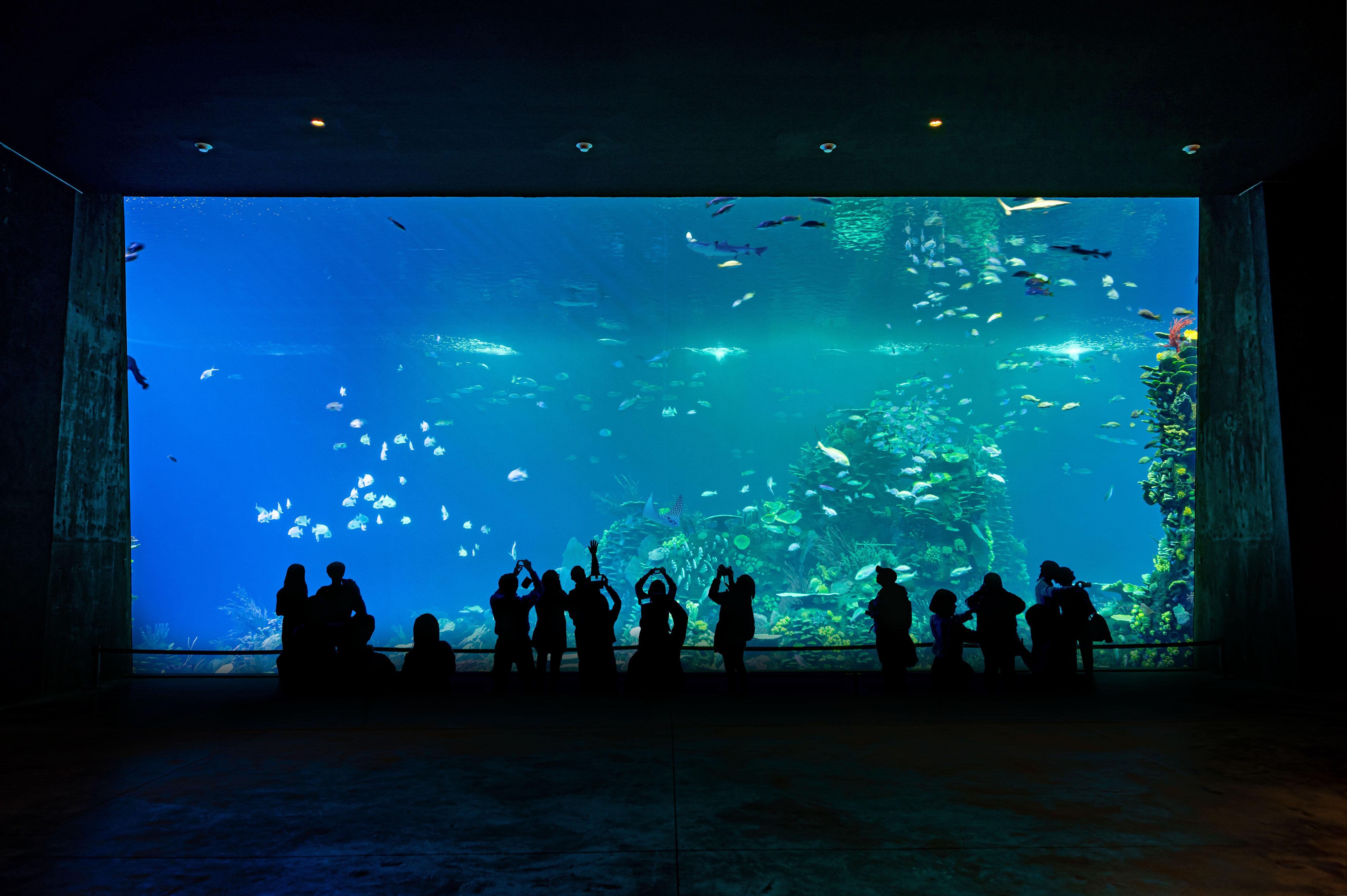 Gran Acuario Mazatlán Admission