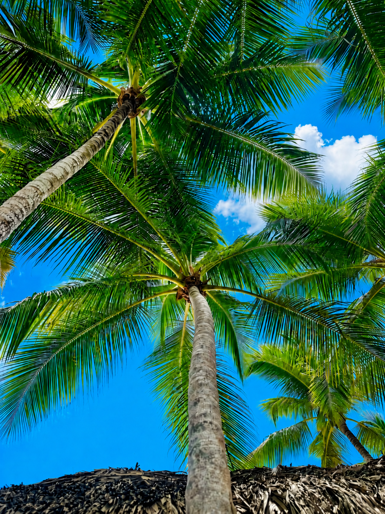 Saona Island VIP Catamaran Experience from Punta Cana