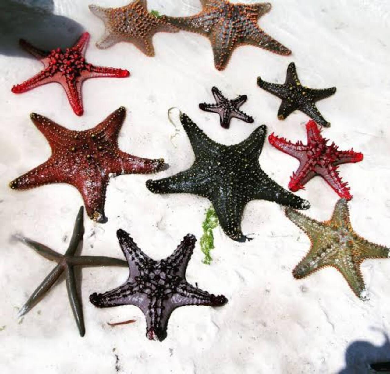 Zanzibar Marine Wonders & The Rock Restaurant Tour