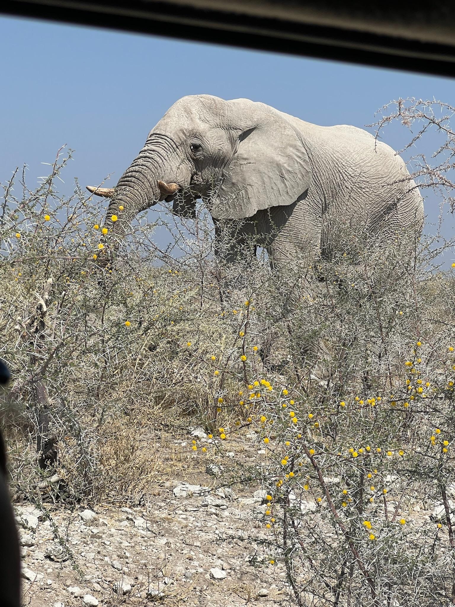 3-Day Etosha Safari with Lodge Stays
