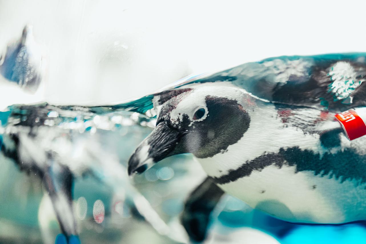 Ripley's Aquarium of the Smokies with Attraction Combo