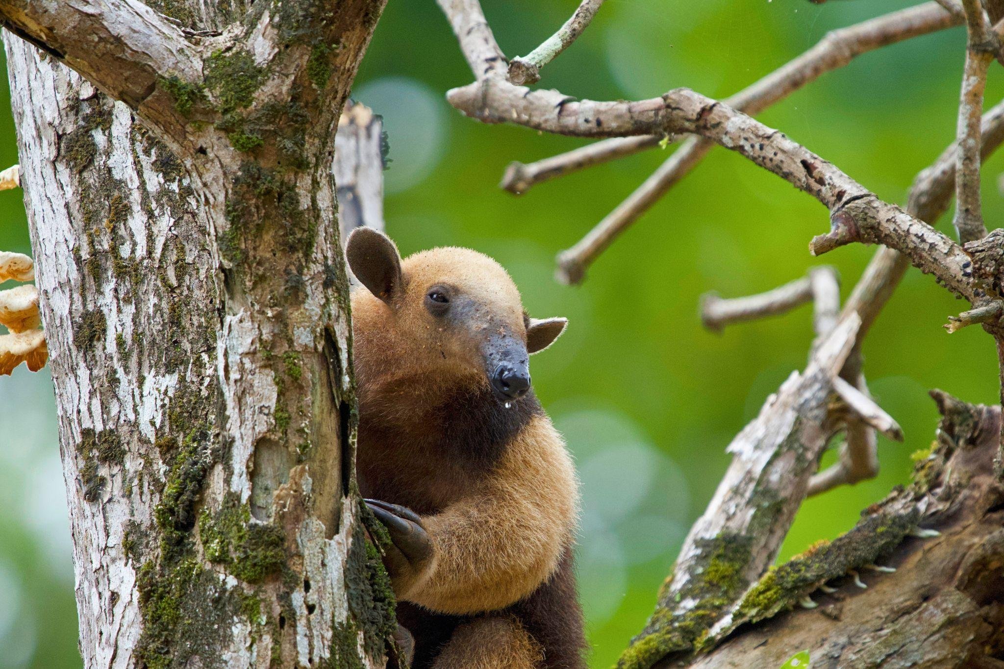 Manuel Antonio National Park: Naturalist-Led Wildlife Walking Tour