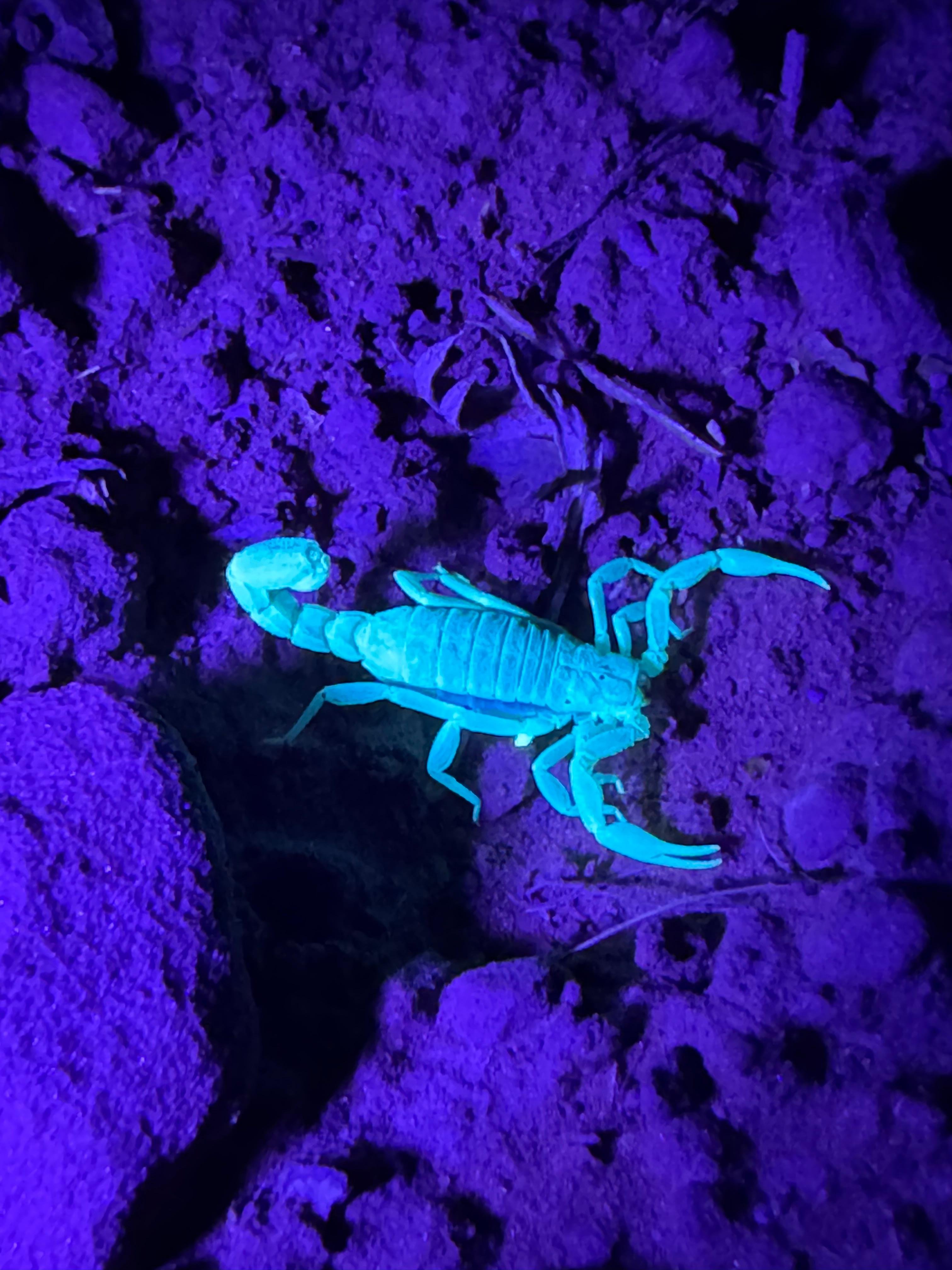 Sedona Night Hike and Stargazing Tour