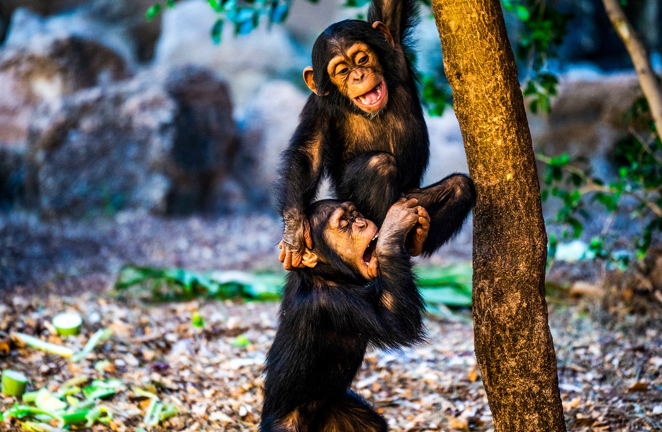 Loro Parque Tenerife Official Entry Ticket