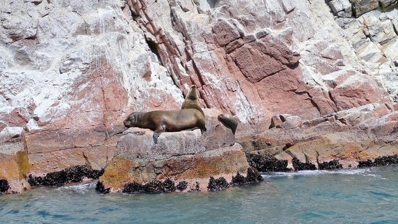 Excursión de un día a Paracas y Huacachina: vida silvestre, aventura en el desierto y cata de vinos