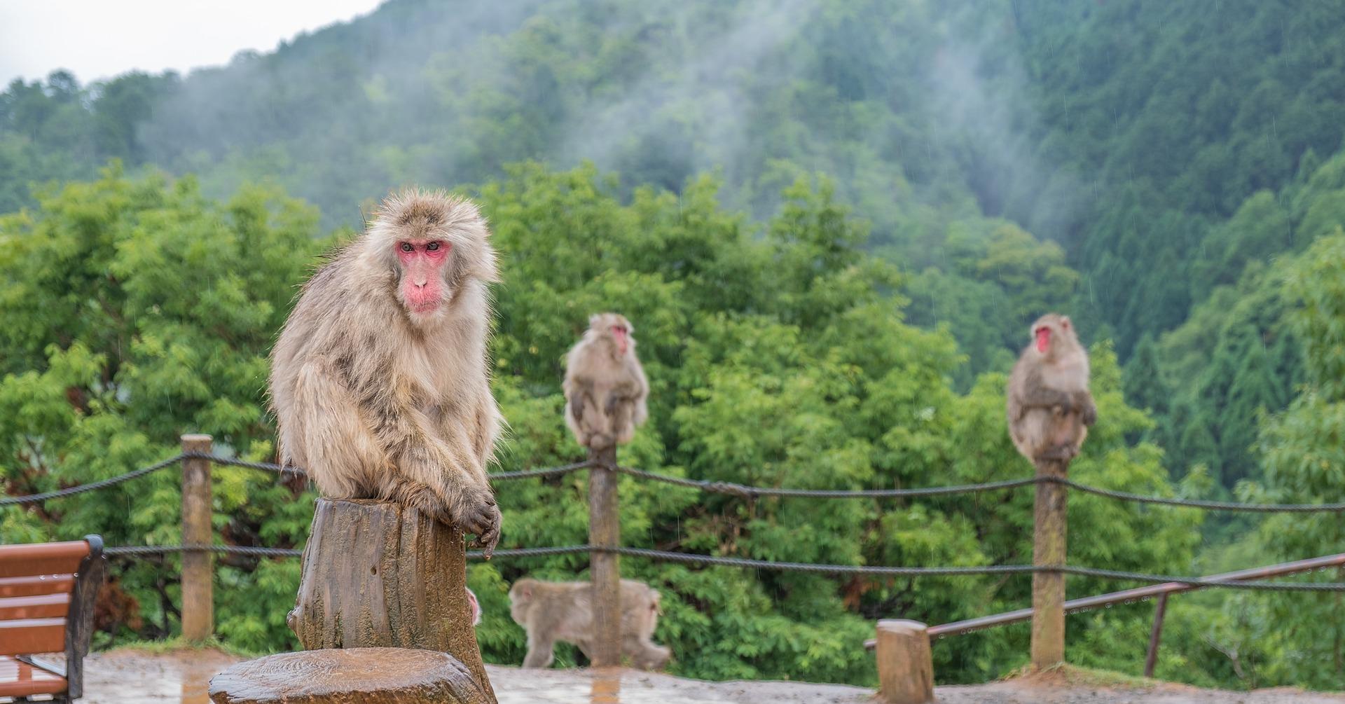 Nagano Snow Monkey & Zenkoji Temple Private Day Tour from Tokyo