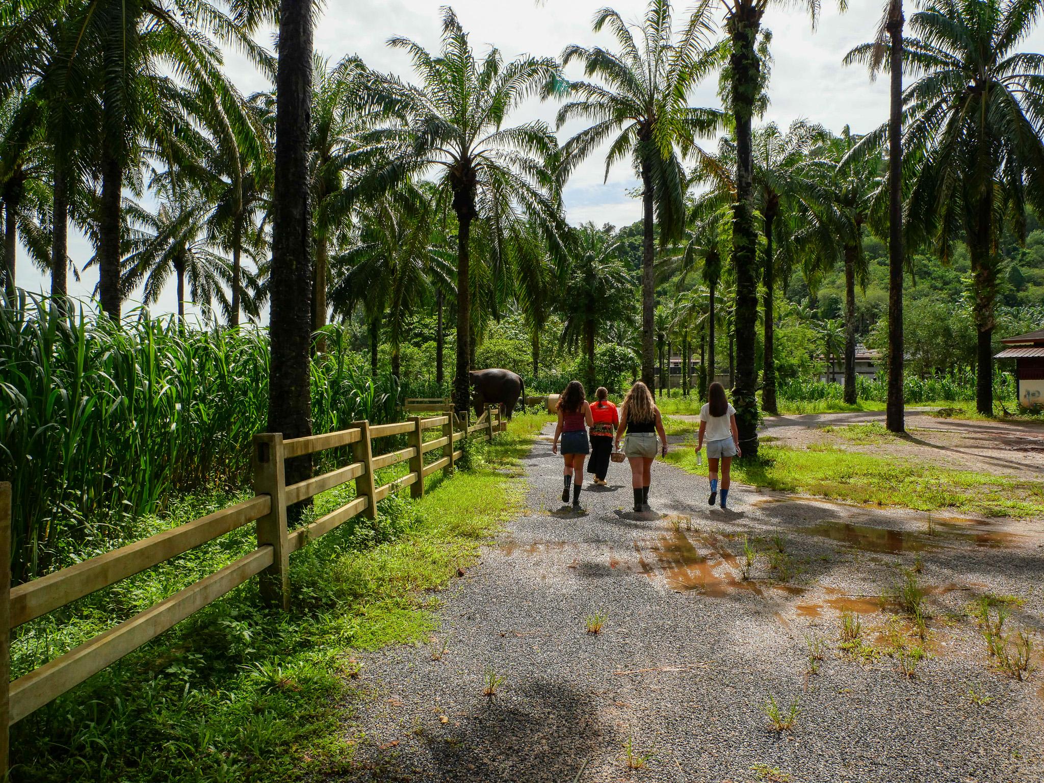 Krabi Ethical Elephant Sanctuary: Observe, Feed & Walk (No Touching)