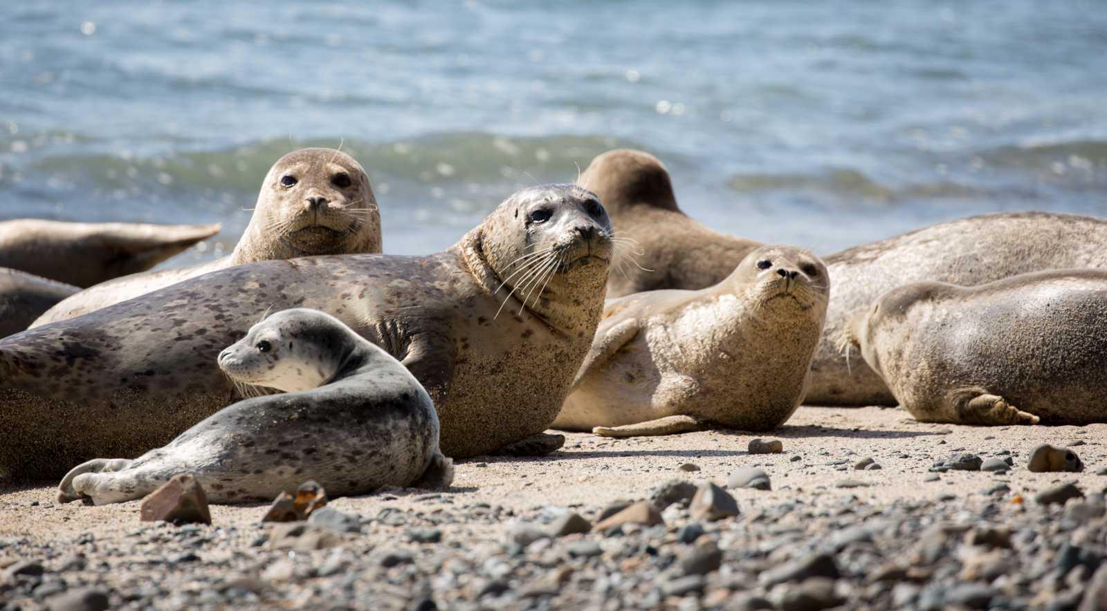 Howe Sound Fjord Wildlife & Scenery Cruise