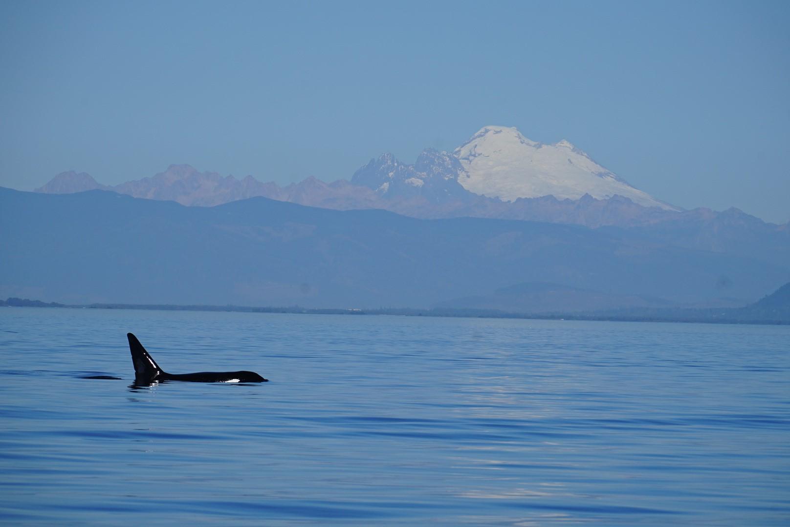 Anacortes Whale & Orca Watching Expedition