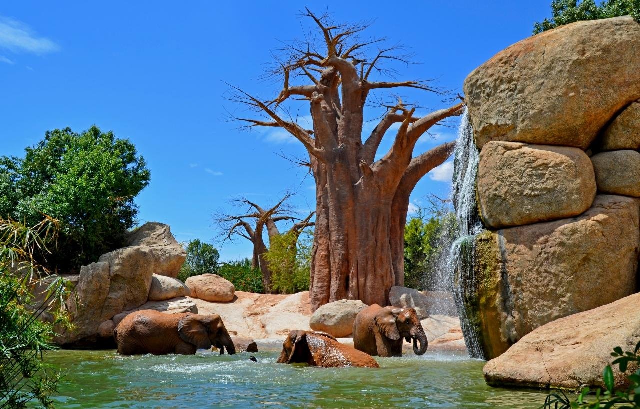 Bioparc Valencia Entry Ticket