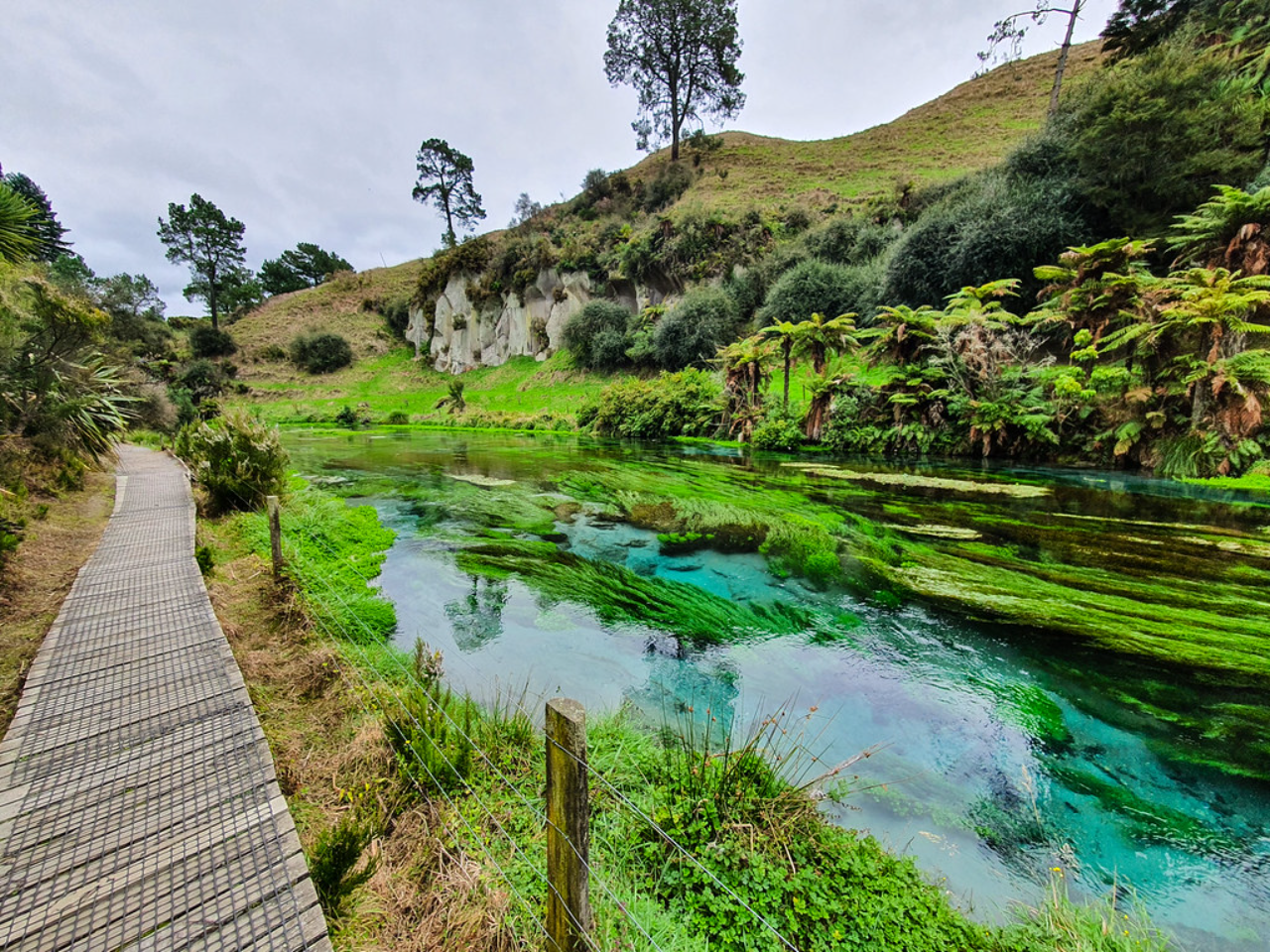 Hobbiton Movie Set & Blue Springs Day Trip from Auckland