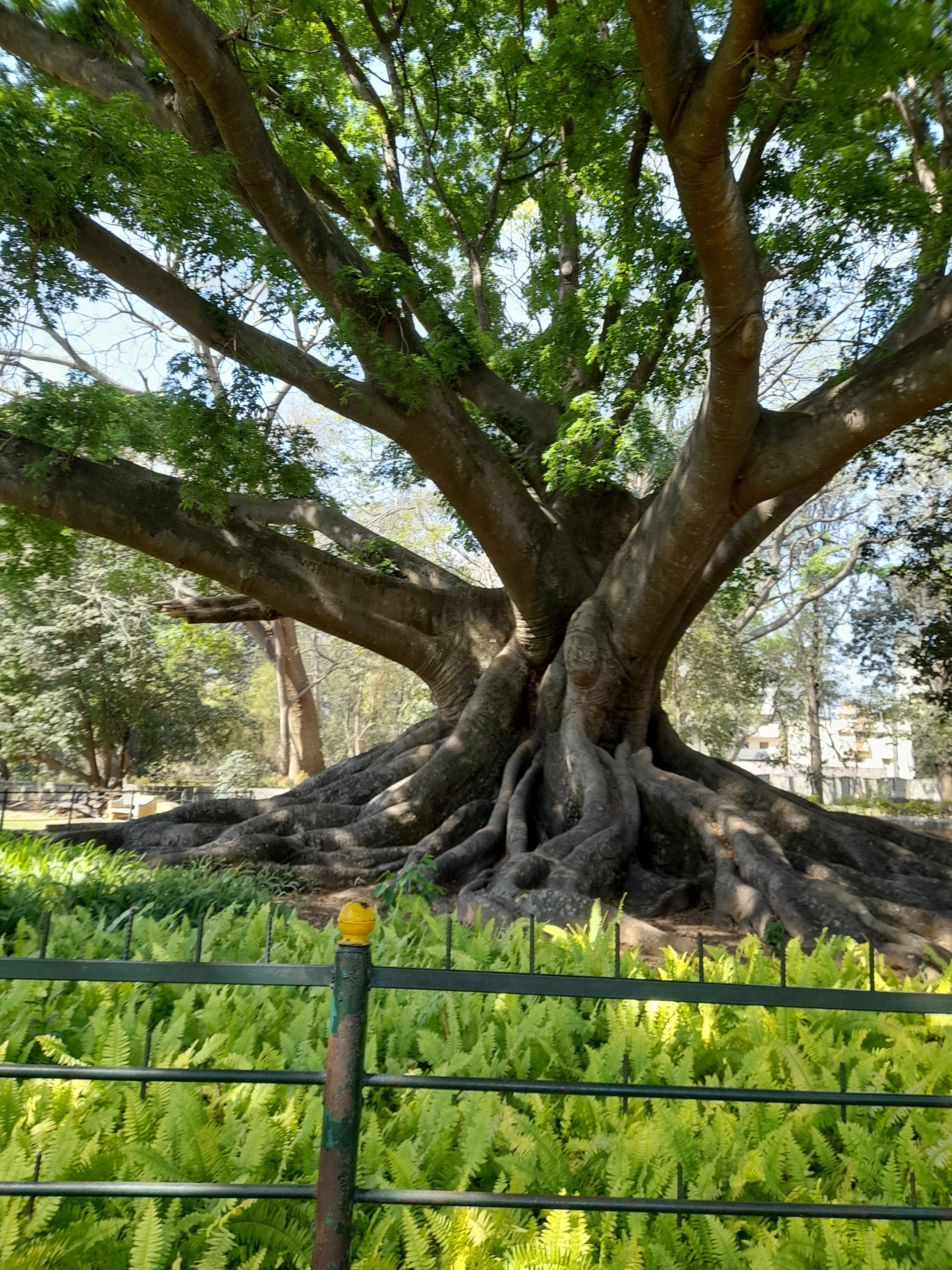 Lalbagh Botanical Garden Nature Walk & Breakfast