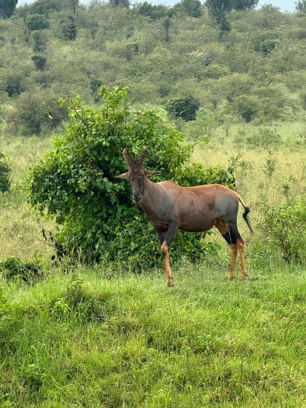 3-Day Maasai Mara Shared Jeep Safari from Nairobi