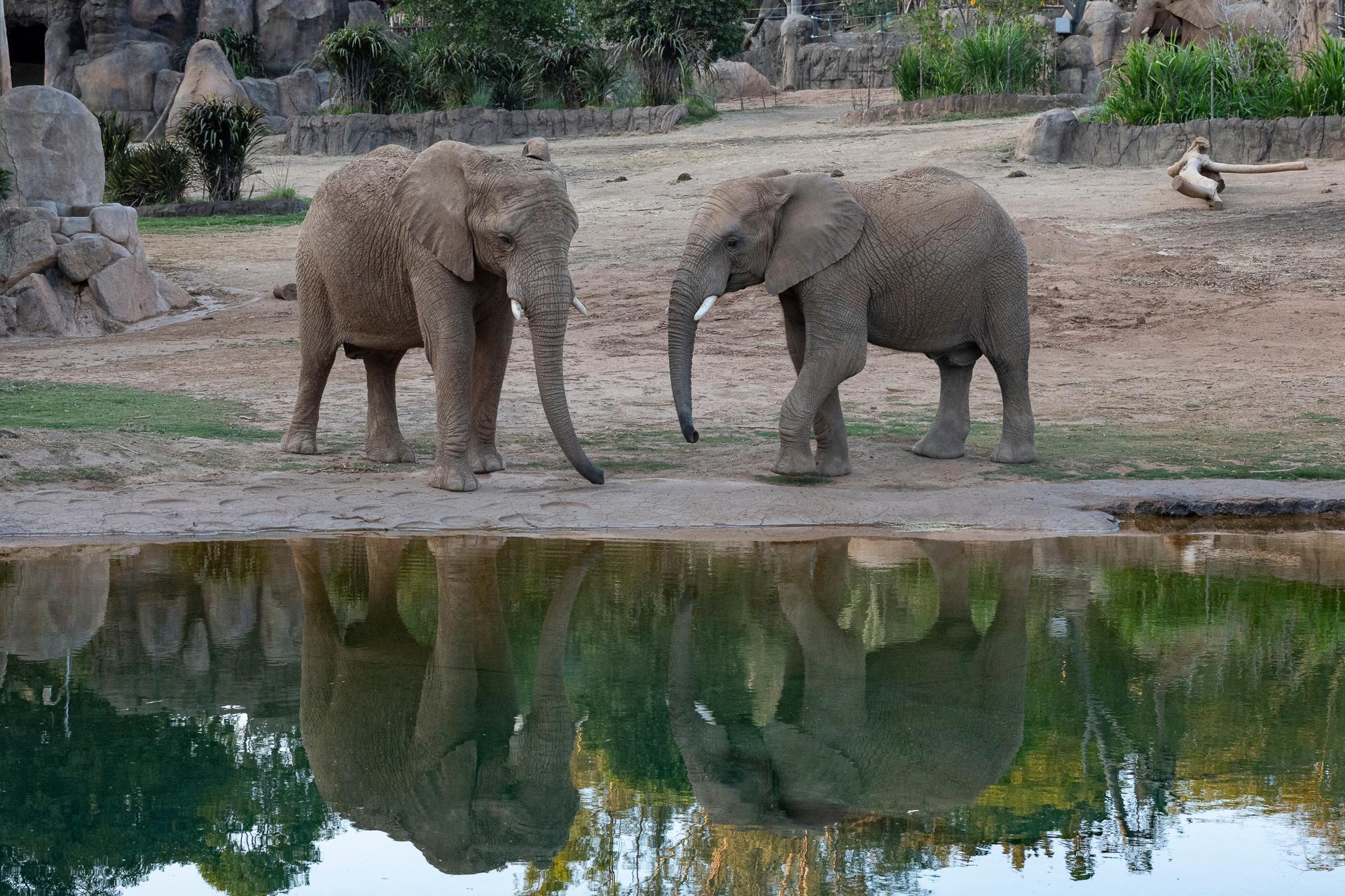 San Diego Zoo admission — animals and habitats in Balboa Park, San Diego — photo 12