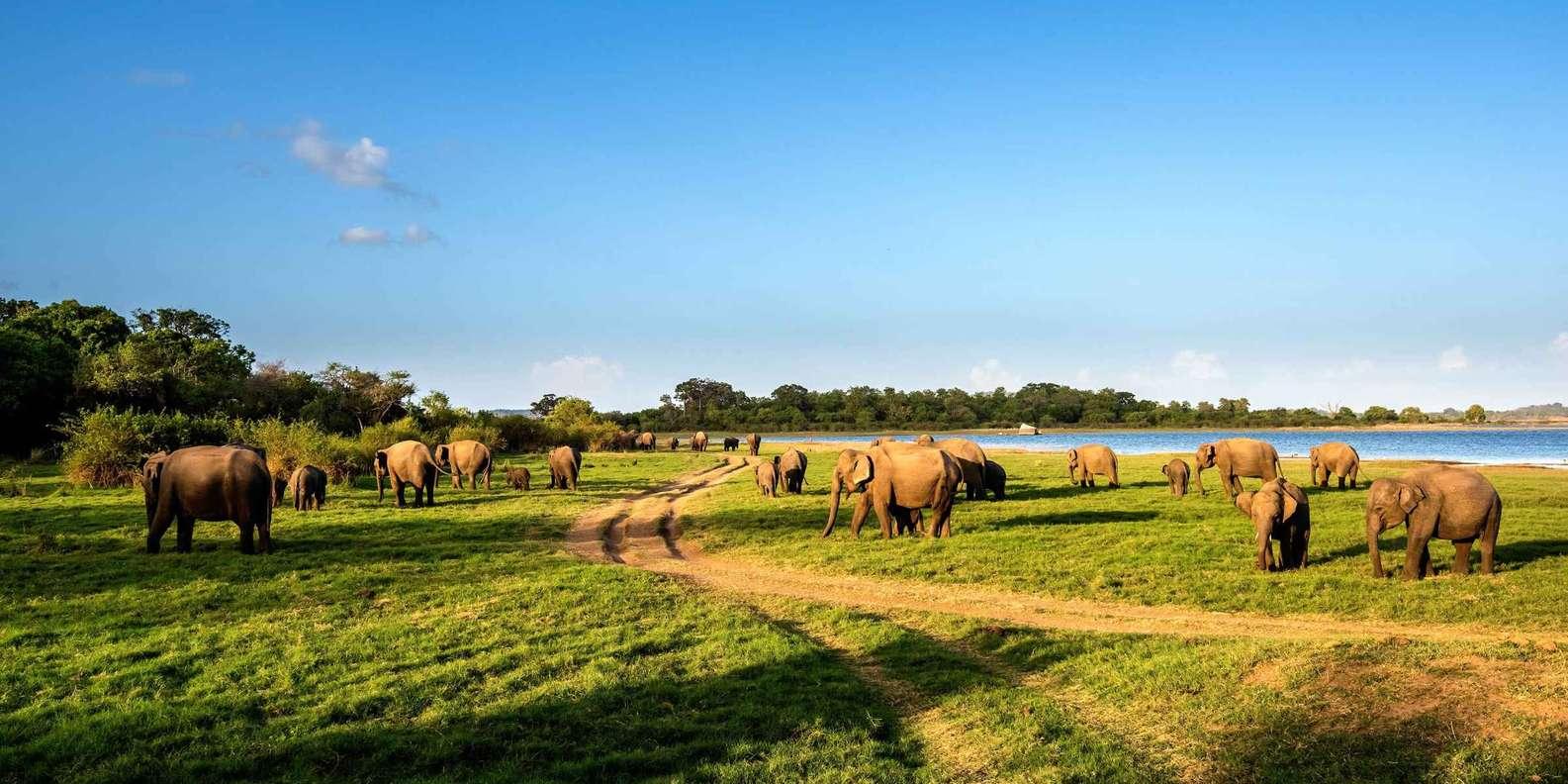 7-Day Private Sri Lanka Heritage & Wildlife Safari