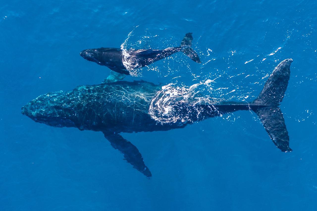 Gold Coast: Whale Watching