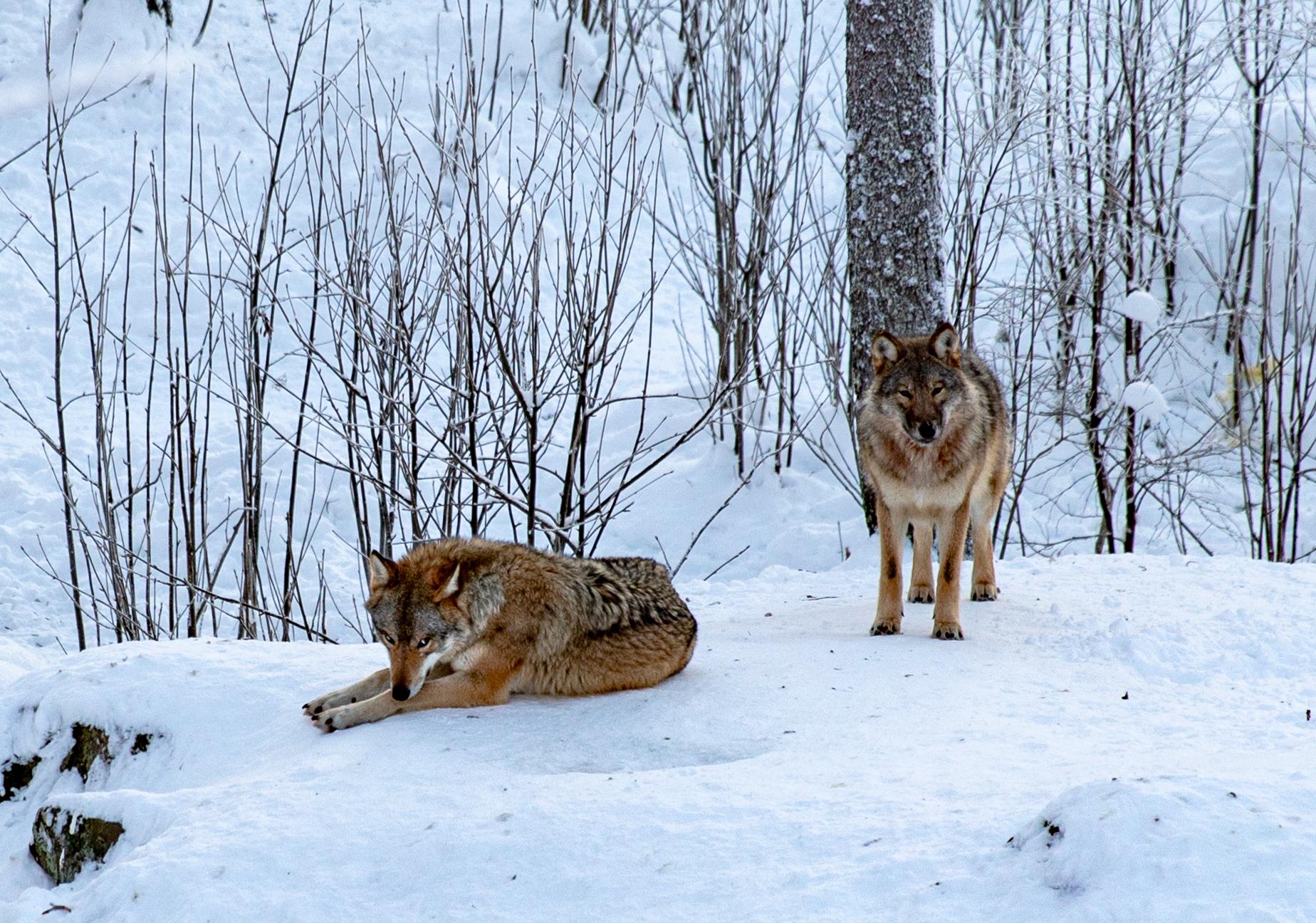 Ranua Wildlife Park Day Trip from Rovaniemi